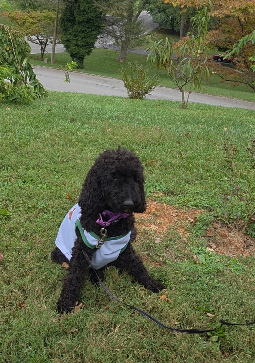 Raven  – Sheepadoodle puppy for sale in Raleigh, NC