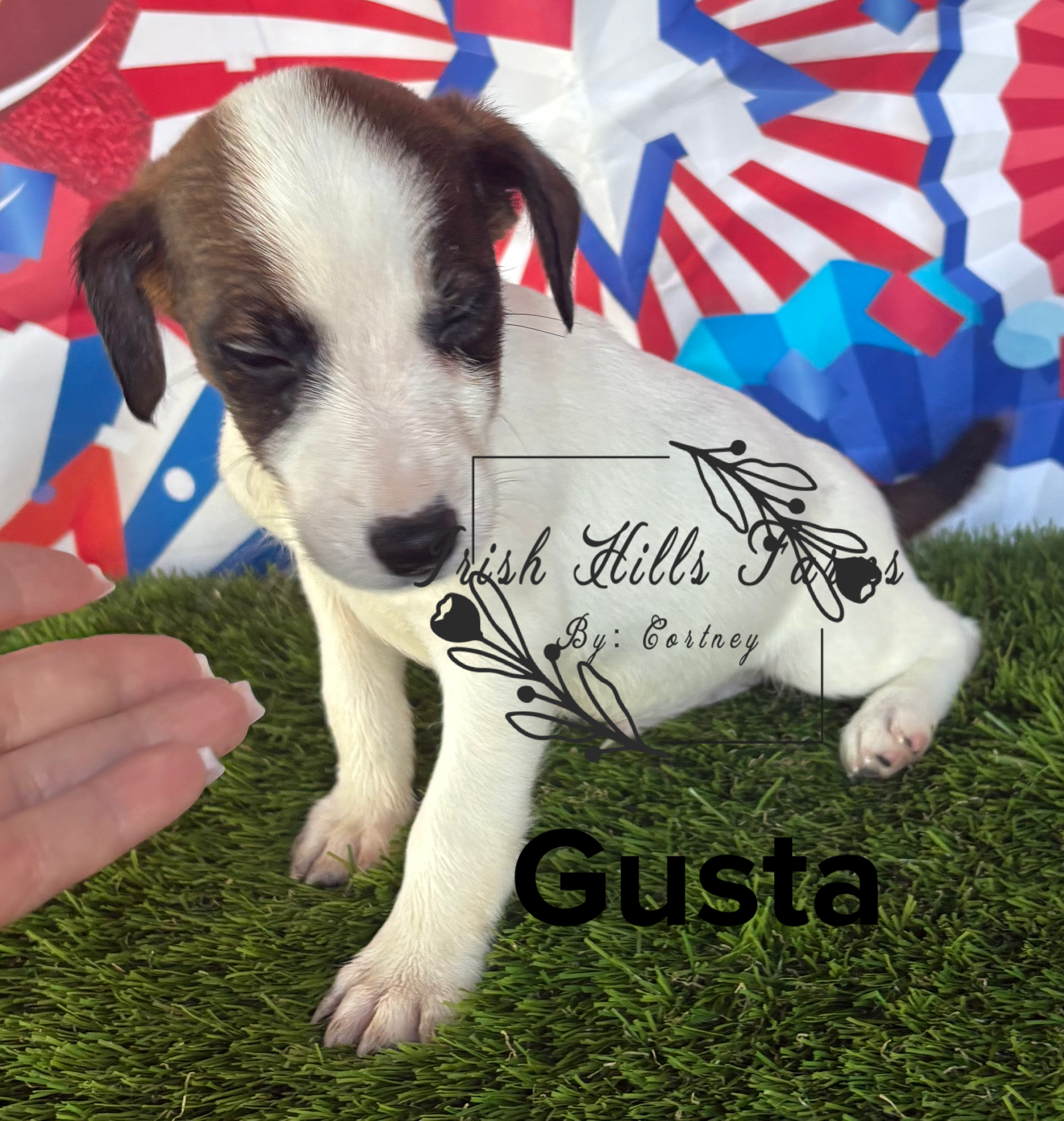 Gusta – Jack Russell Terrier puppy for sale in Dover, FL
