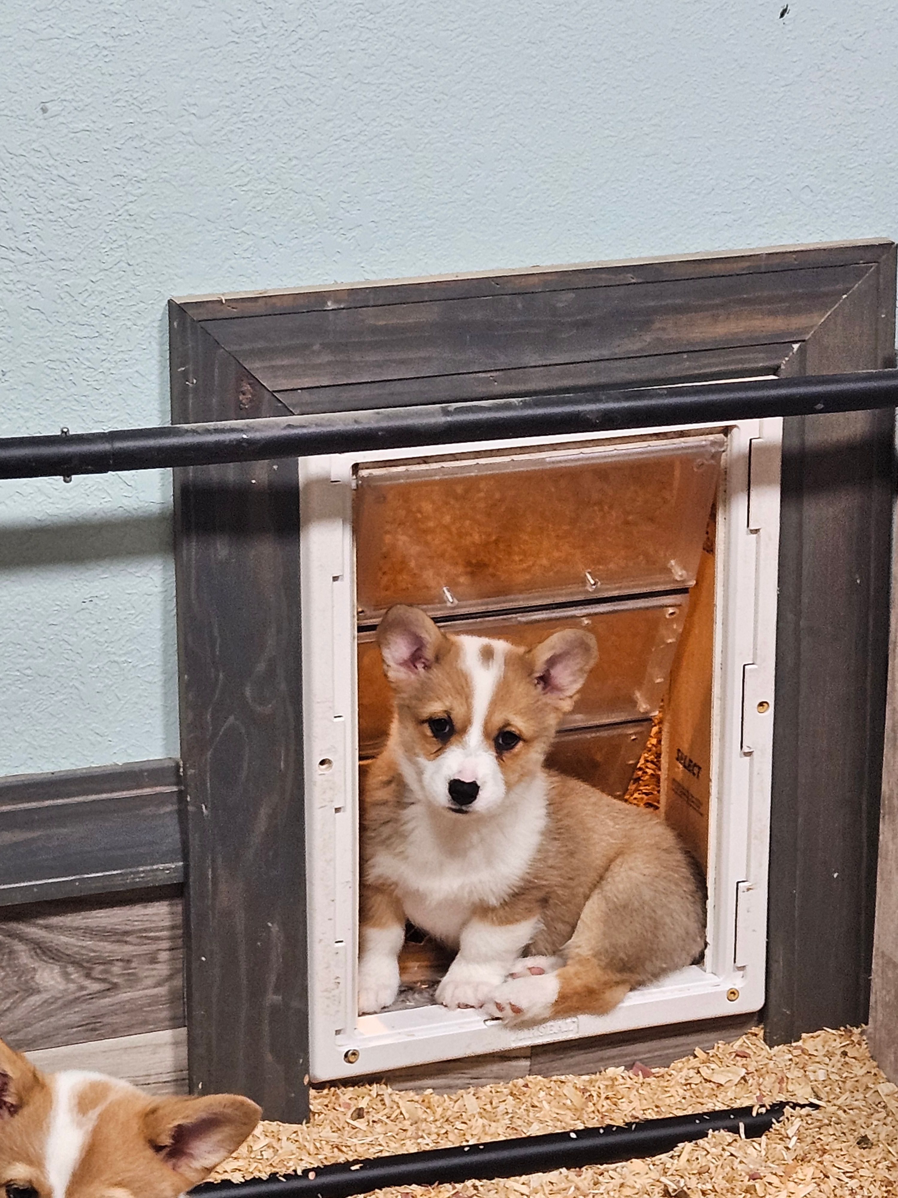 Gabby – Pembroke Welsh Corgi puppy for sale in Blenheim, SC