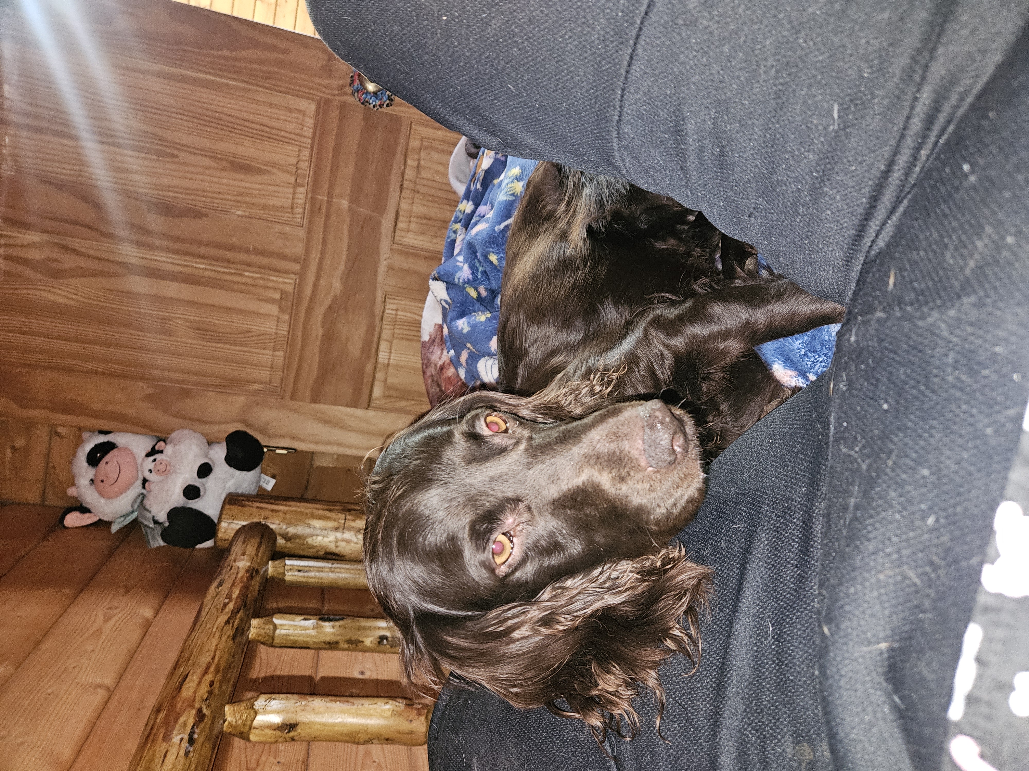 Saidie – Boykin Spaniel puppy for sale in Blenheim, SC