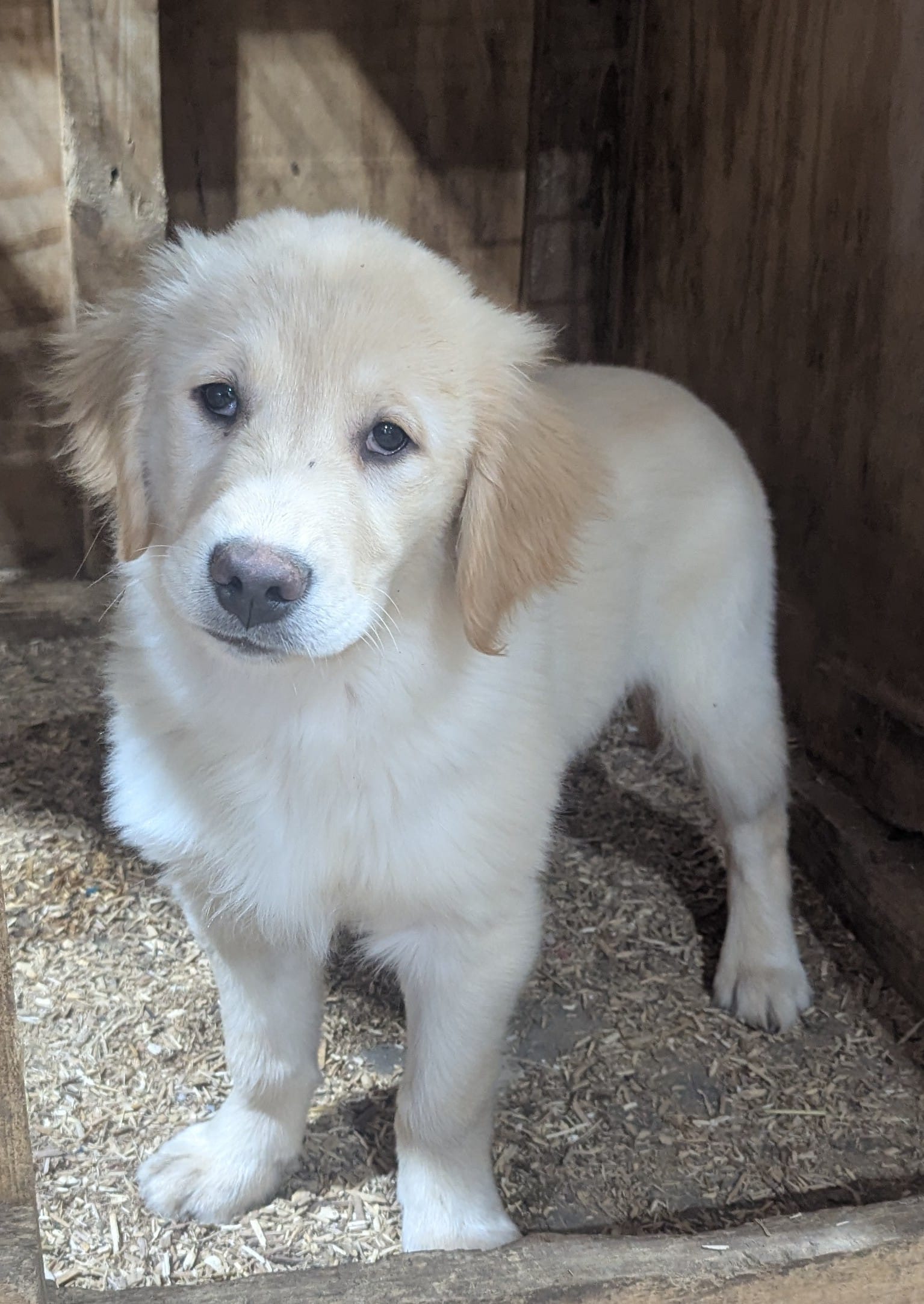 Charlie – Golden Retriever puppy for sale in Savannah, NY
