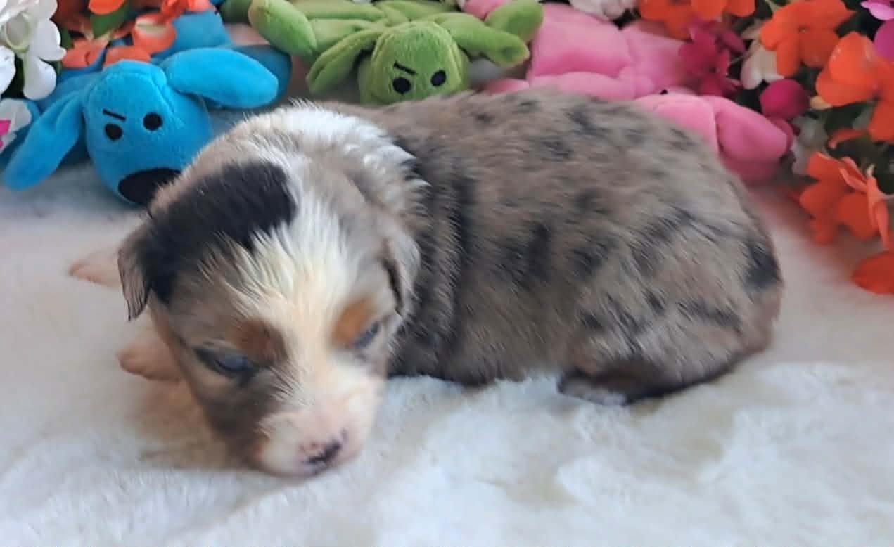 Blue Merle Male 1 Blue eye 1 Amber eye ~ FANCY! – Miniature American Shepherd puppy for sale in Rixeyville, VA