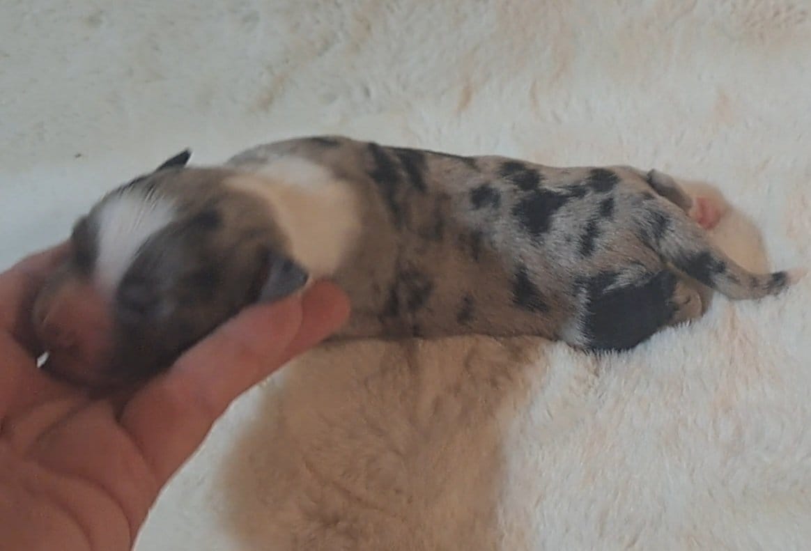 Blue Merle Female W/Tail – Miniature American Shepherd puppy for sale in Rixeyville, VA