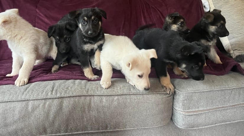 Bear – German Shepherd Dog puppy for sale in Skillman, NJ