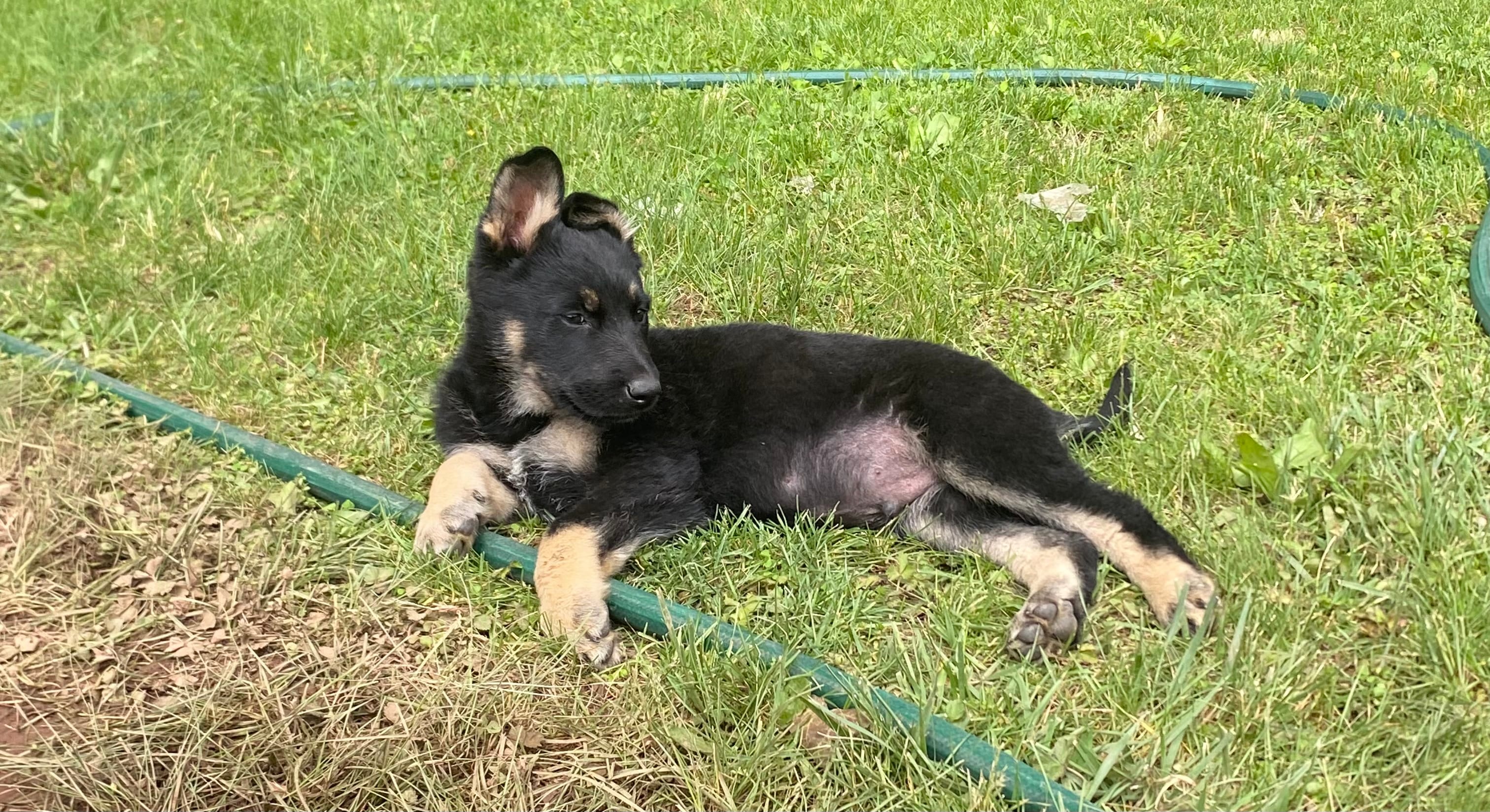 Ranger – German Shepherd Dog puppy for sale in Skillman, NJ