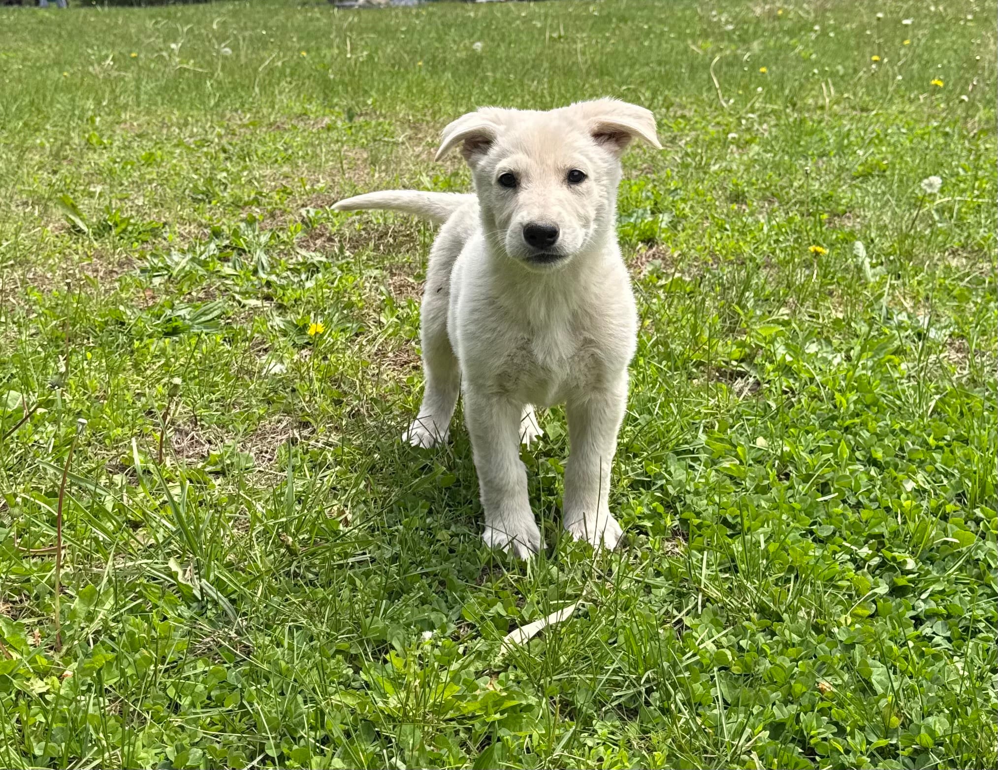 Polar Bear  – German Shepherd Dog puppy for sale in Skillman, NJ