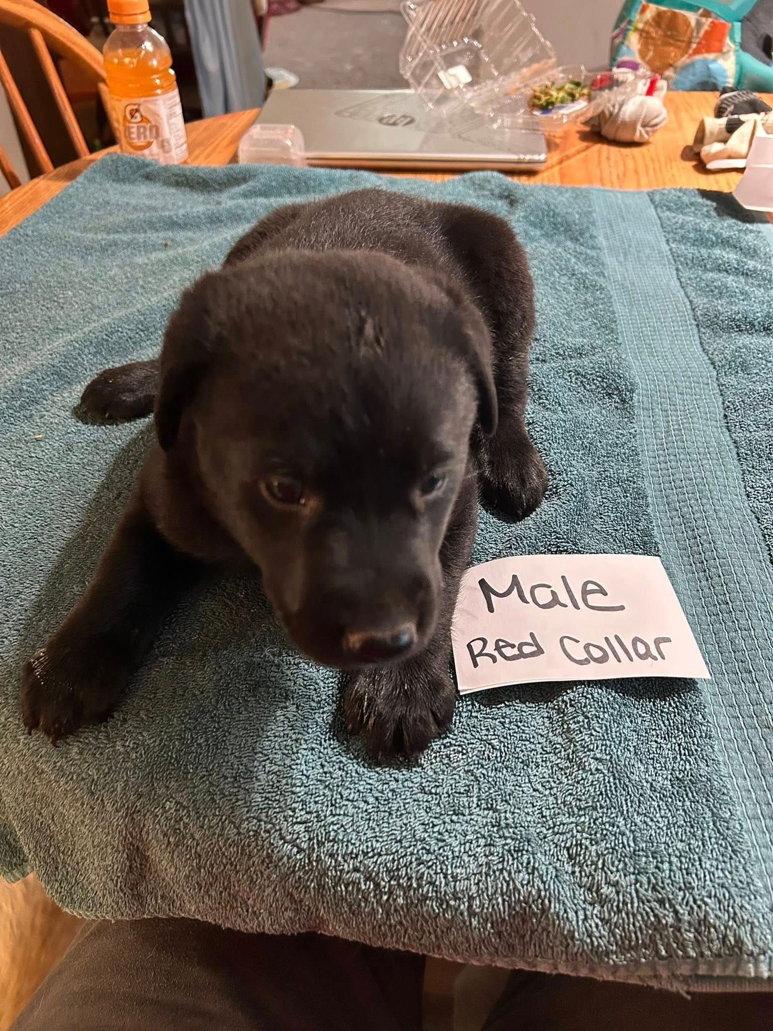 red collar  – Belgian Malinois, Labrador Retriever puppy for sale in West Salem, OH