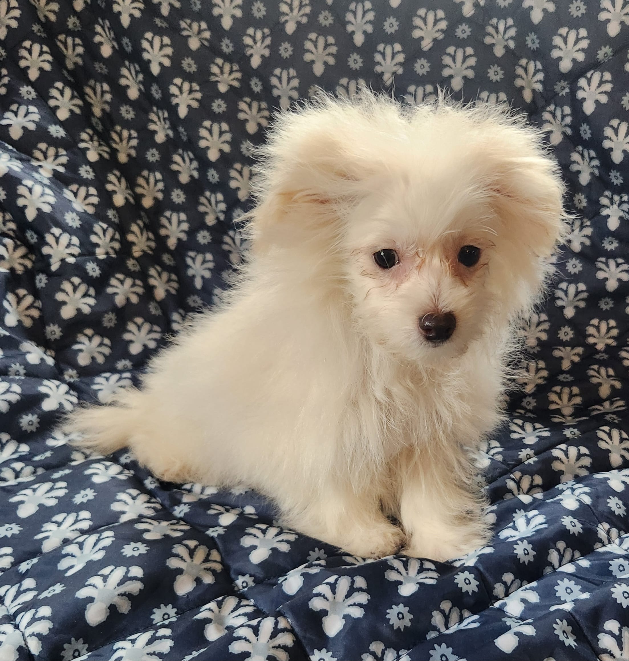 Kato – Bichon Frise, Pomeranian puppy for sale in Shawano, WI