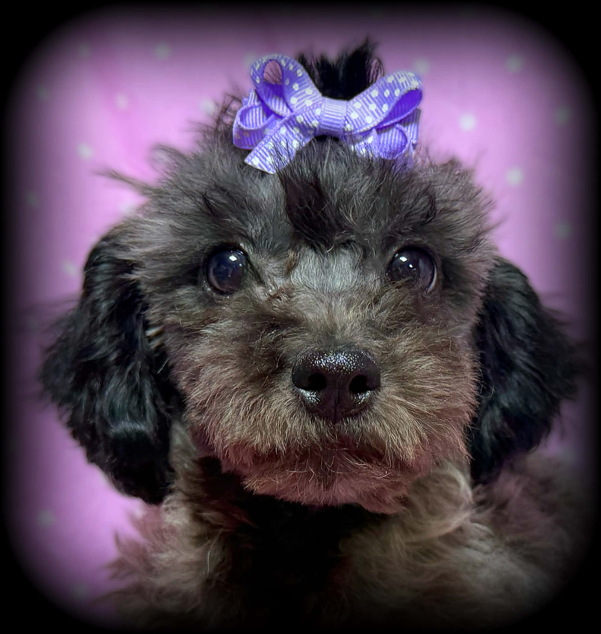 Breeze – Shihpoo puppy for sale in Shawano, WI