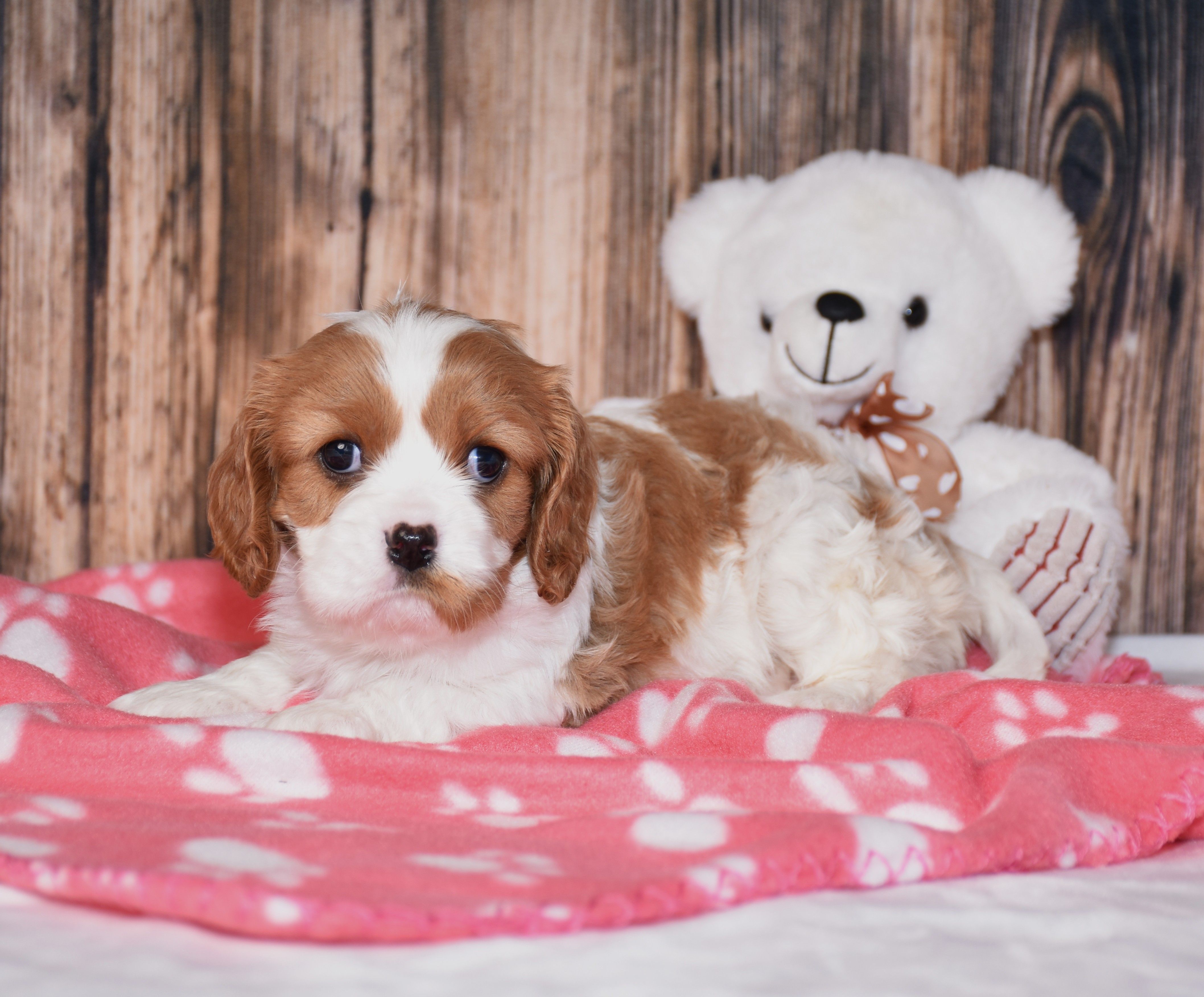 Flinki – Cavalier King Charles Spaniel puppy for sale in Fredericksburg, OH