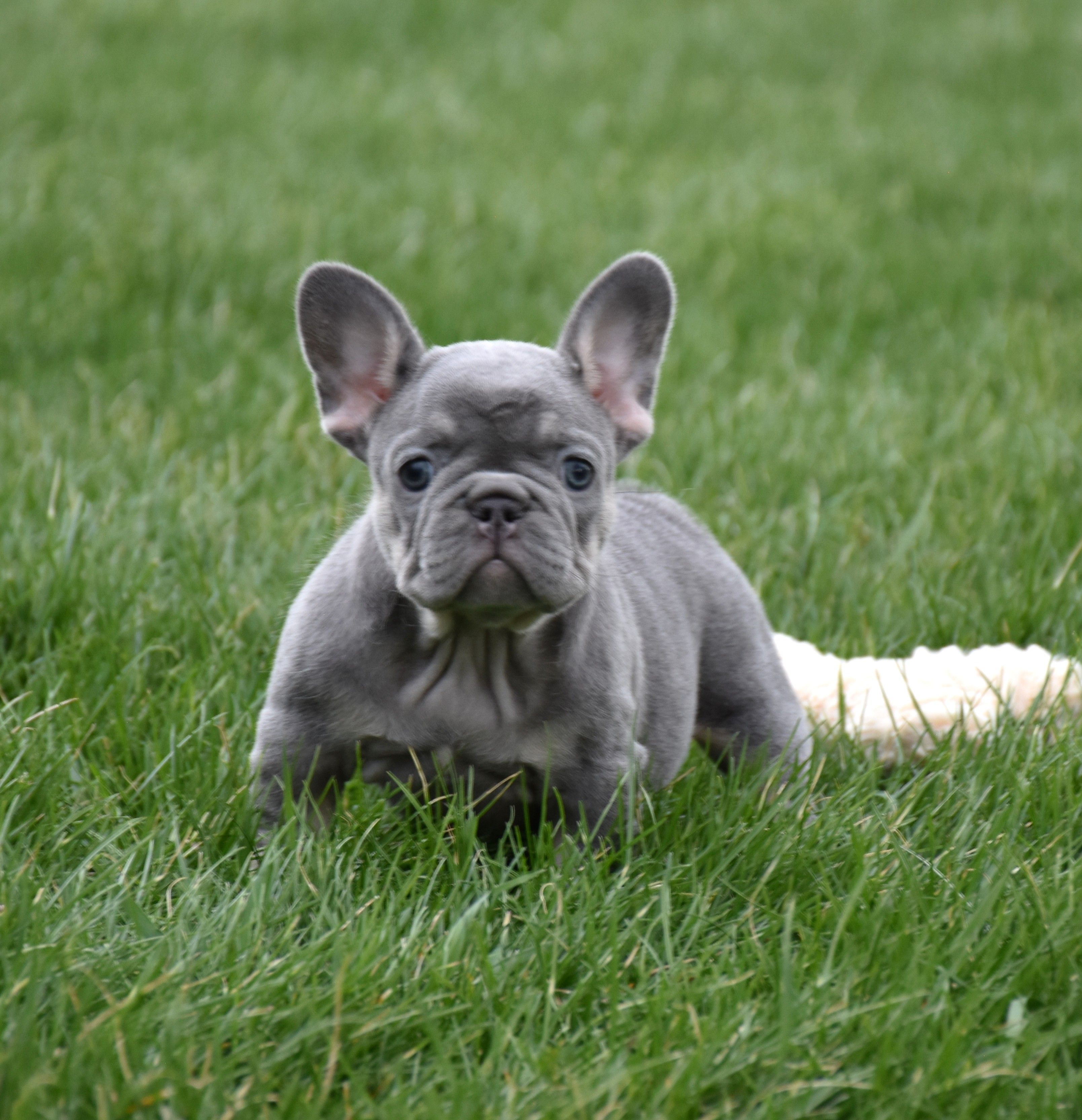Paisley – French Bulldog puppy for sale in Fredericksburg, OH