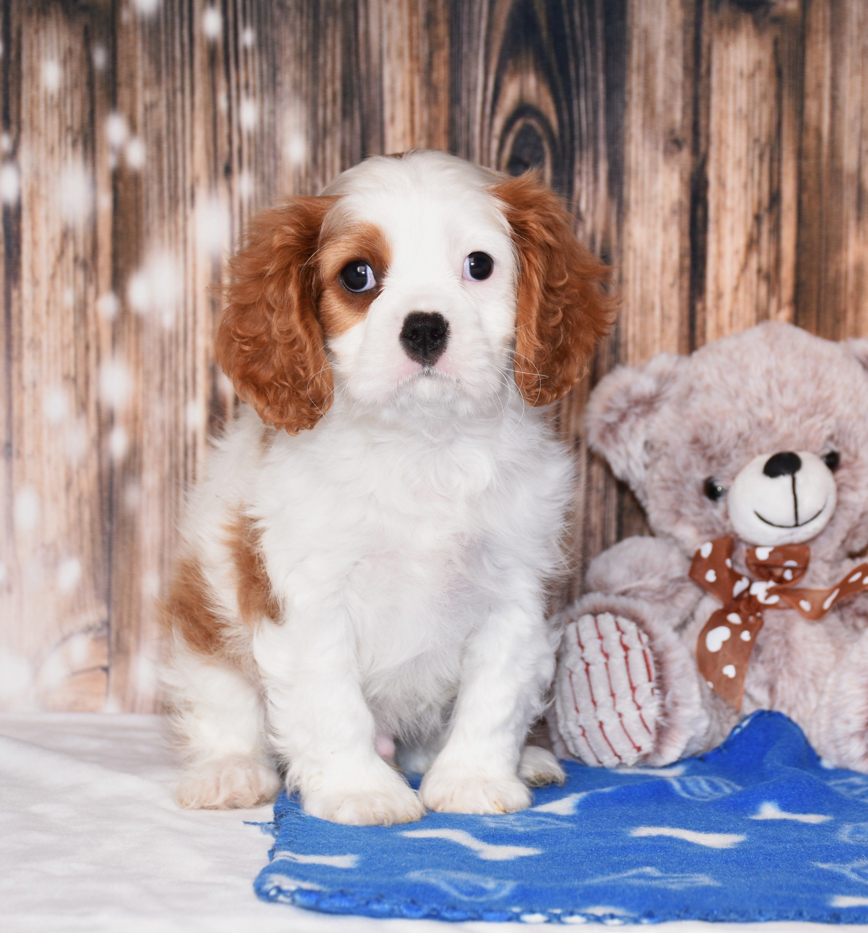 Ninja – Cavalier King Charles Spaniel puppy for sale in Fredericksburg, OH