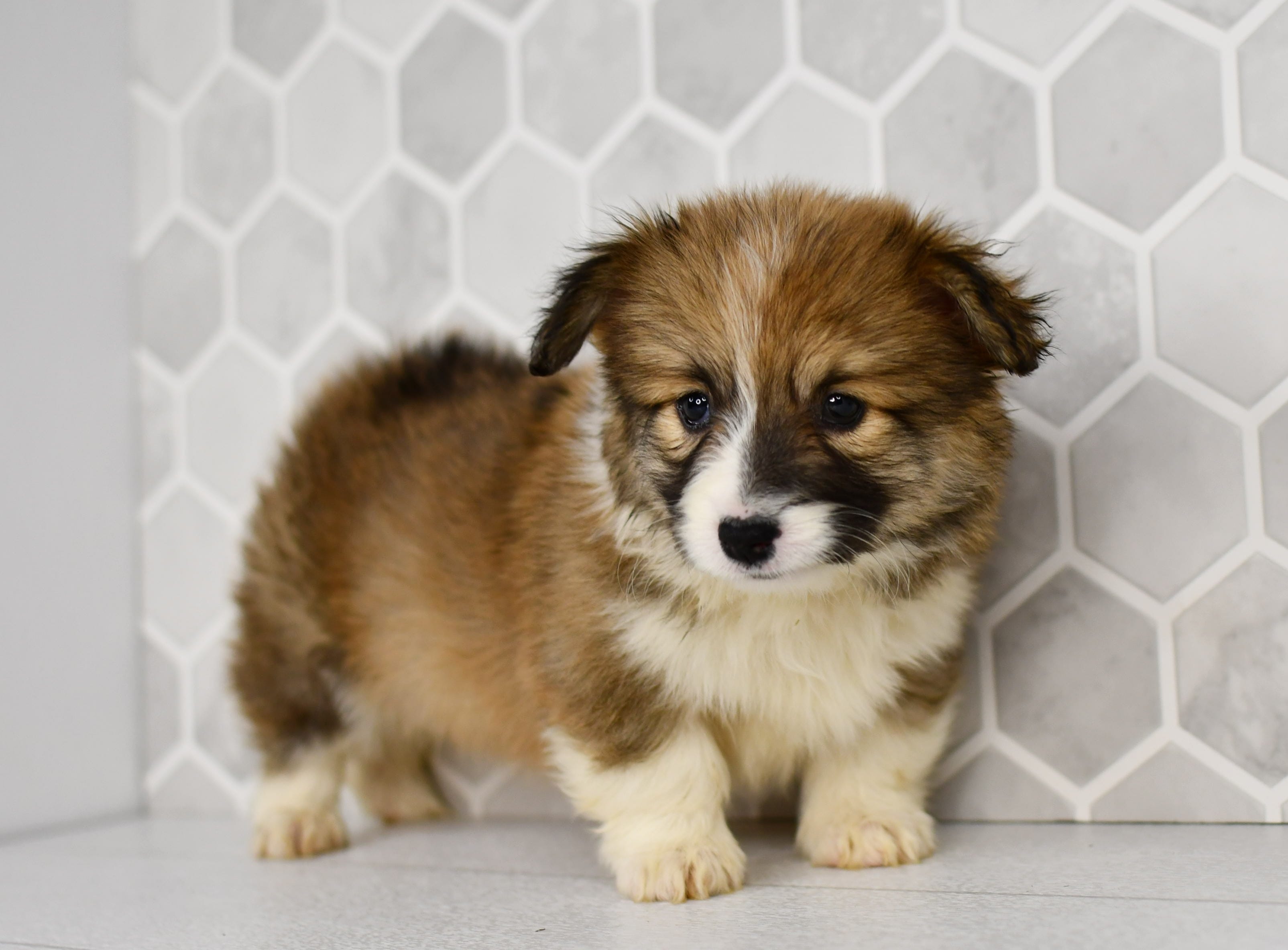 Zuri – Pembroke Welsh Corgi puppy for sale in Middlebury, IN