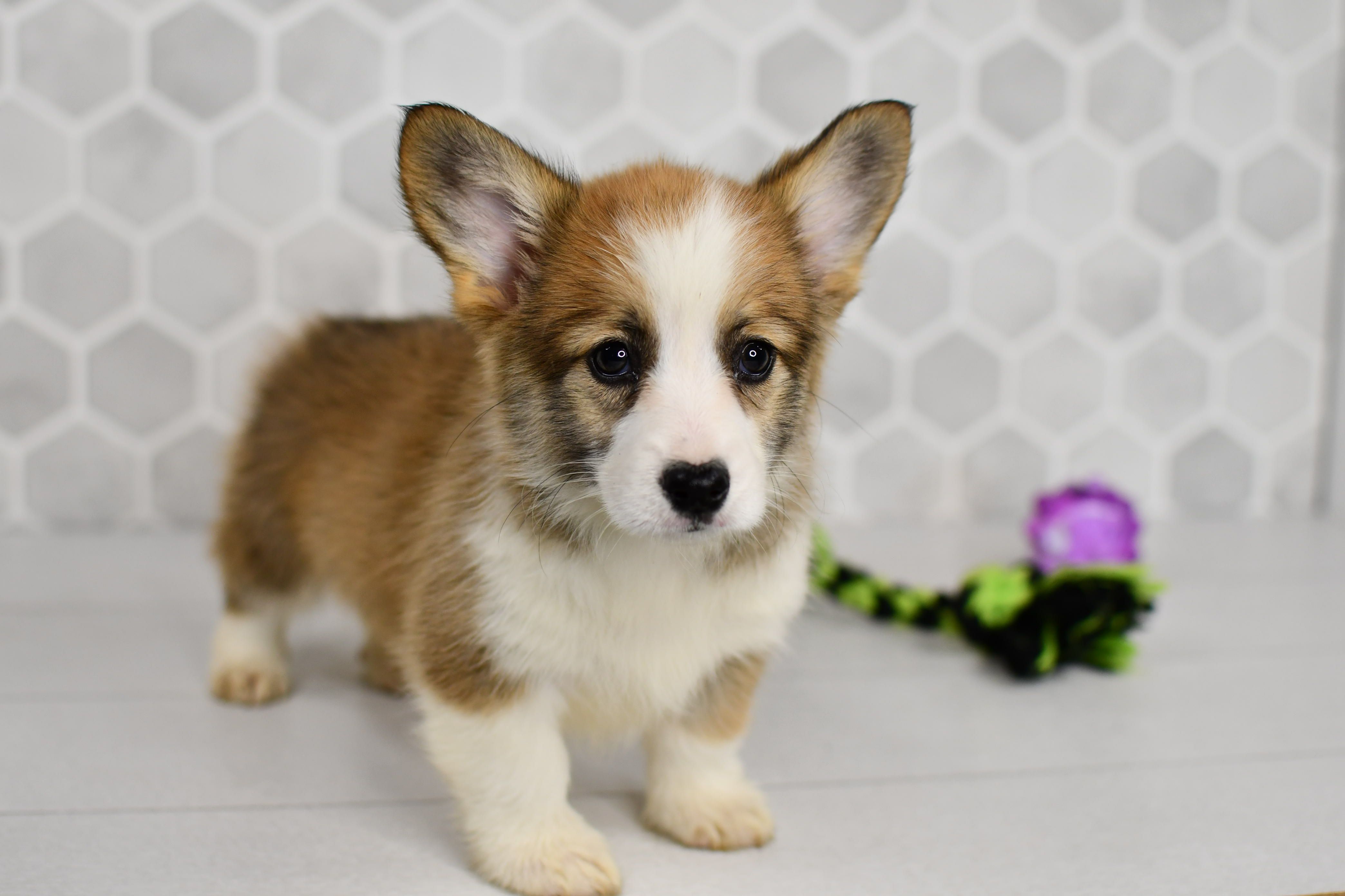 (Champion Bloodline) Iris – Pembroke Welsh Corgi puppy for sale in Middlebury, IN