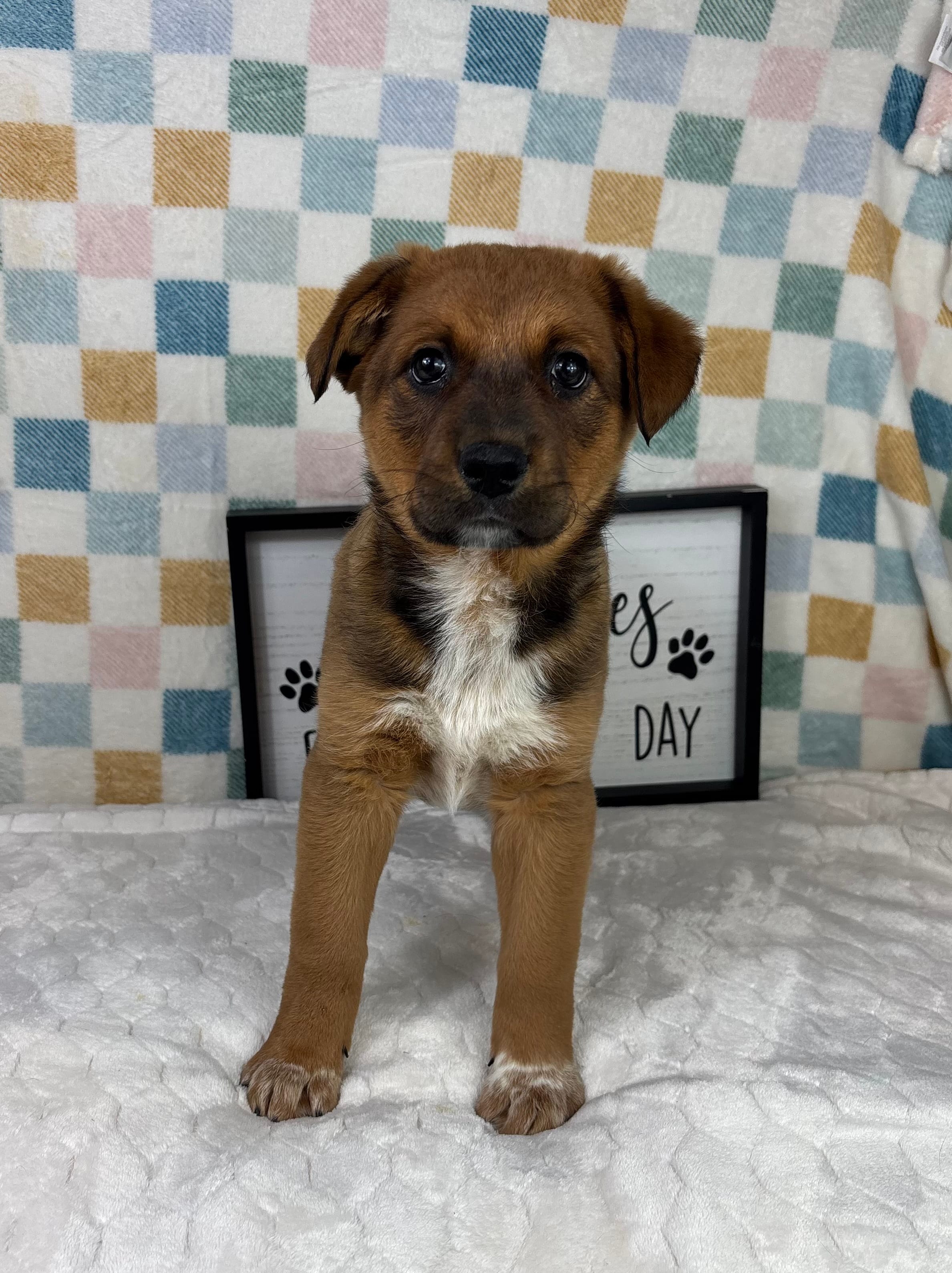 Rueben  – Australian Cattle Dog puppy for sale in Bargersville, IN
