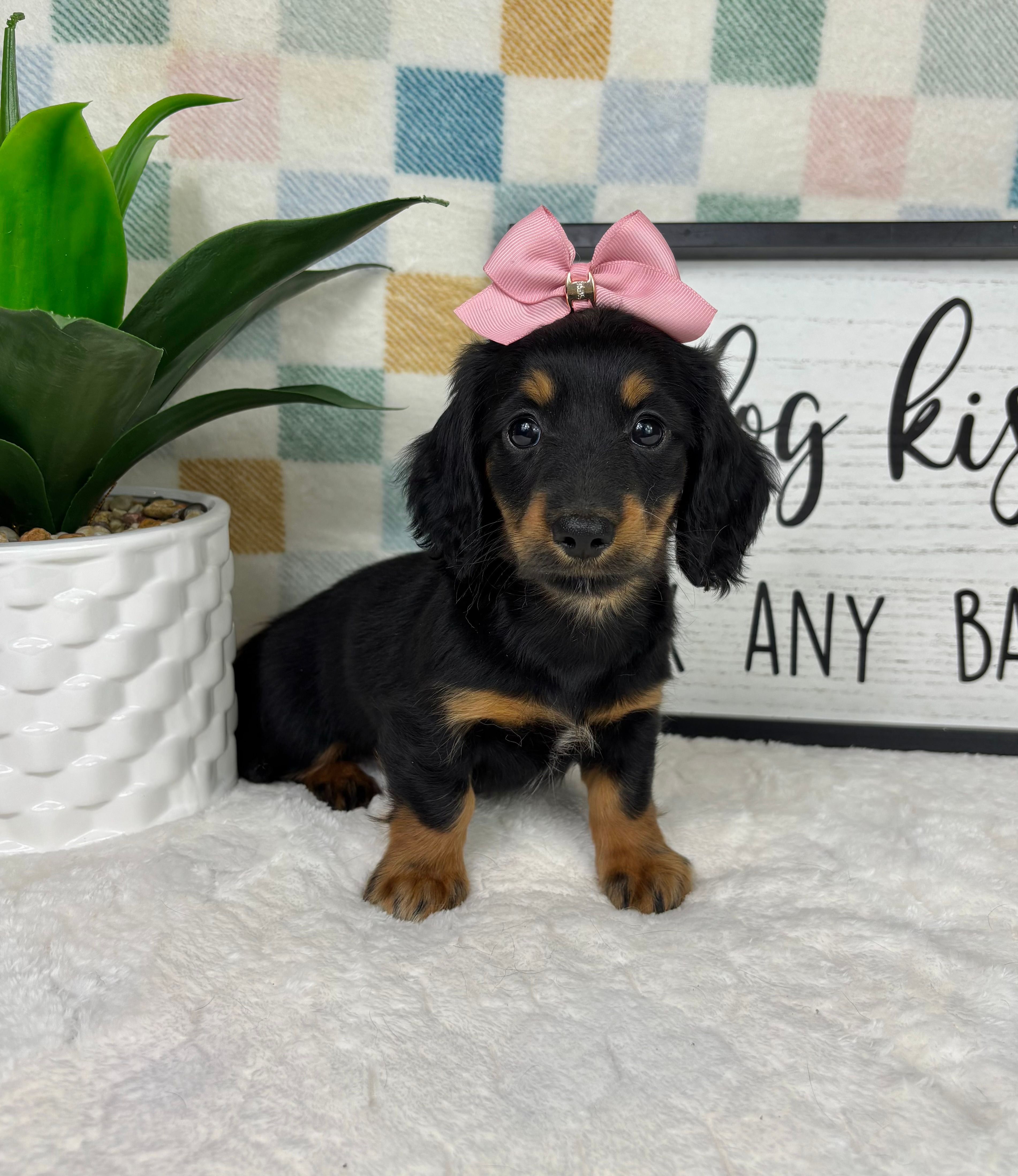 Daphne AKC  – Miniature Dachshund puppy for sale in Bargersville, IN