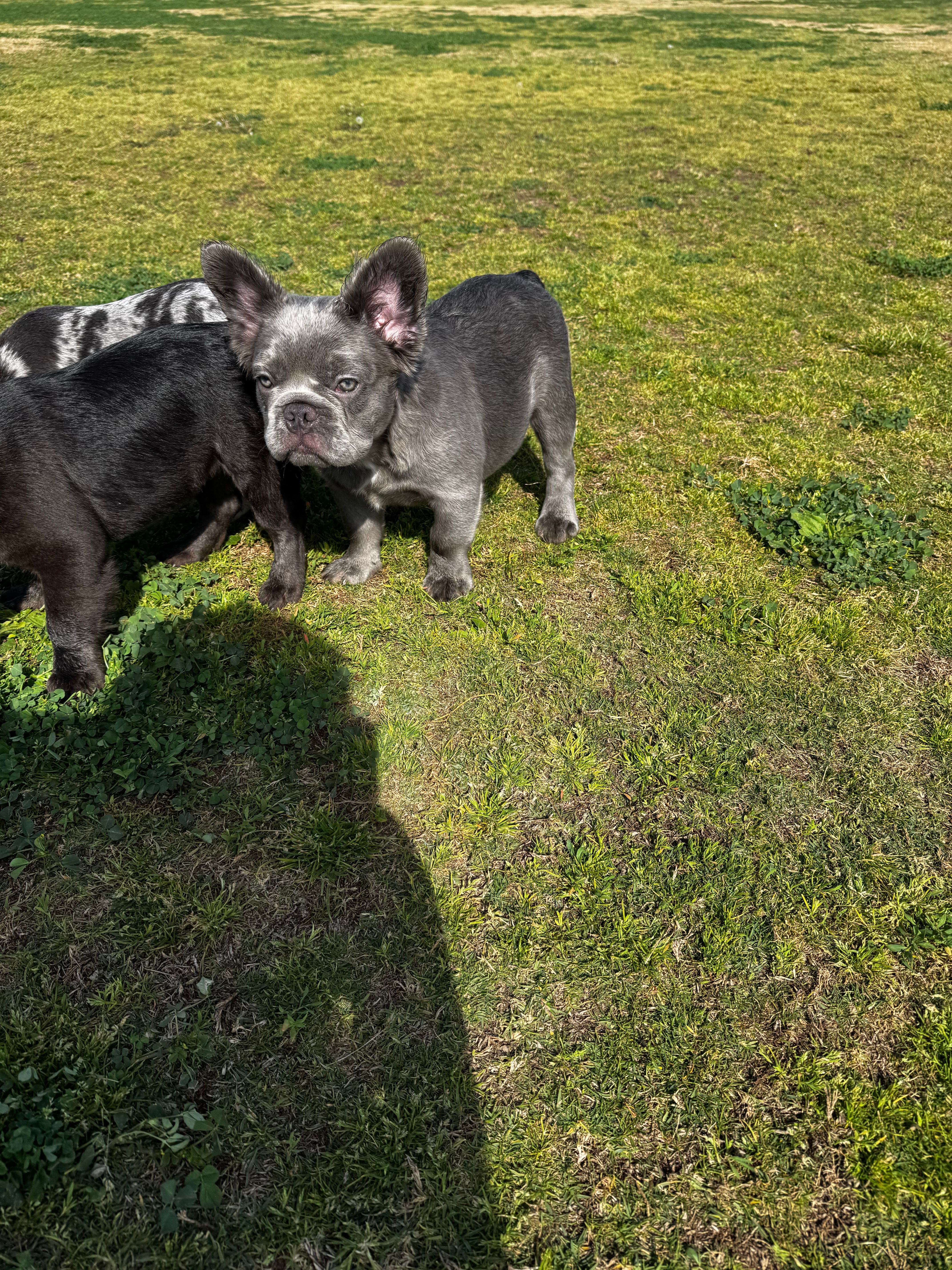 Koala (Lilac Fluffy) – French Bulldog puppy for sale in San Diego, CA
