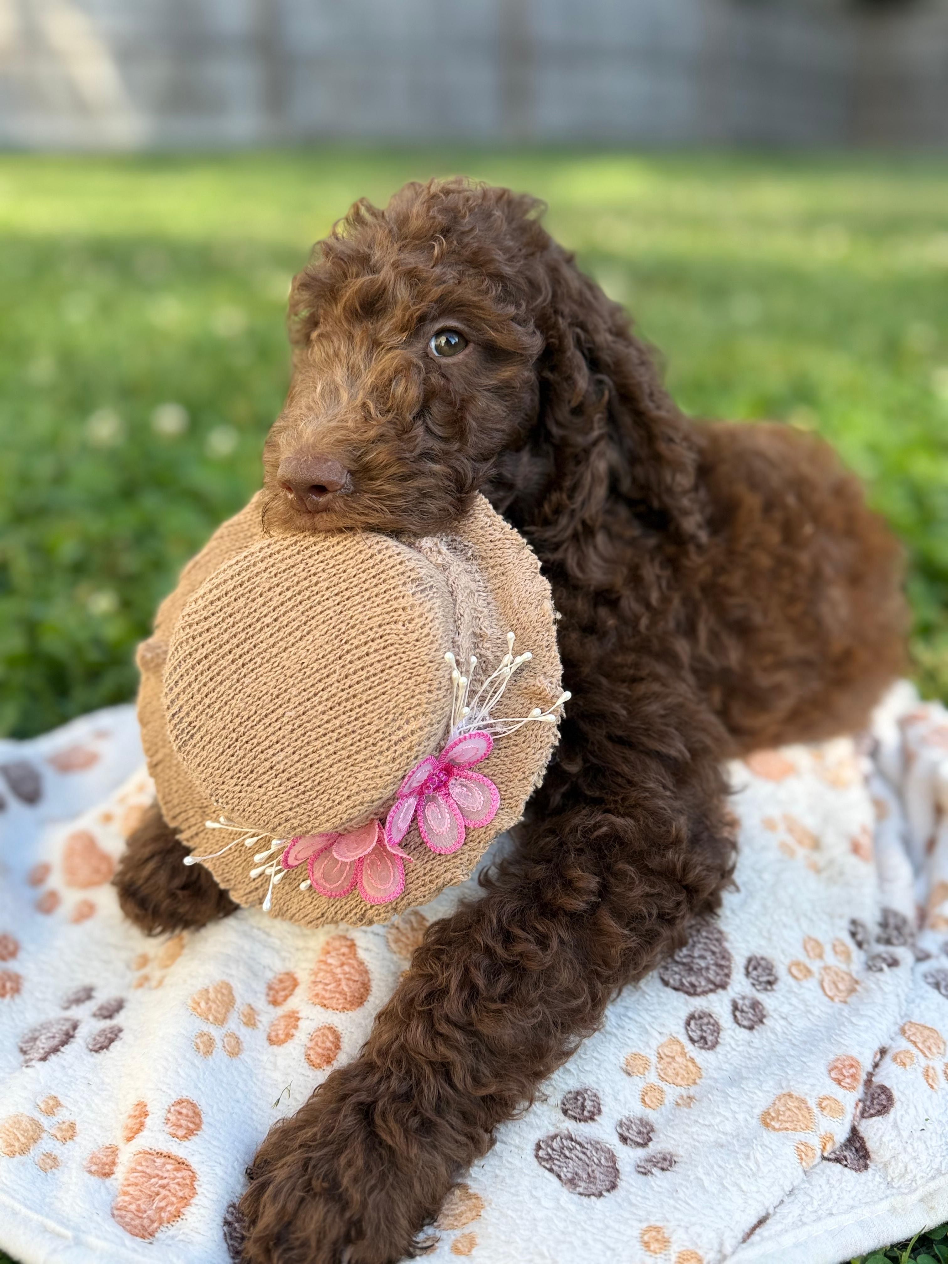 Mocha - Standard F1B Doodle – Goldendoodle puppy for sale in Charlotte, NC