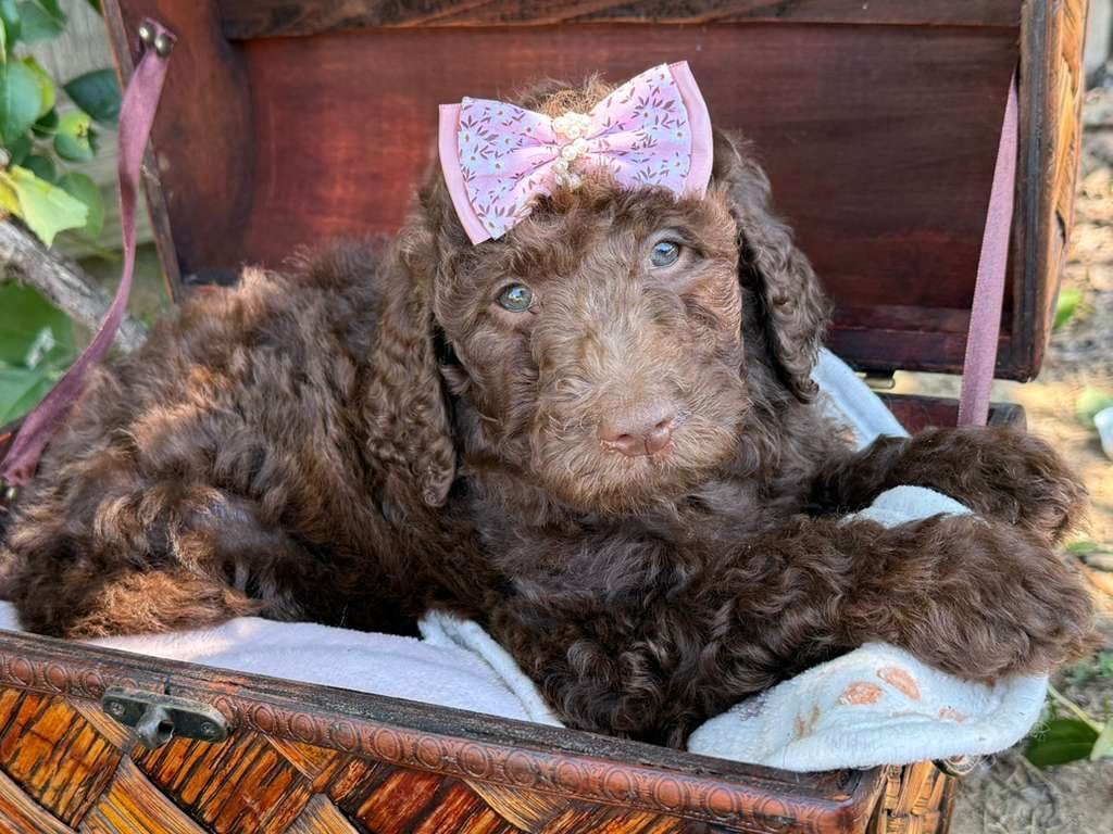 Mocha - Standard F1B Doodle – Goldendoodle puppy for sale in Charlotte, NC