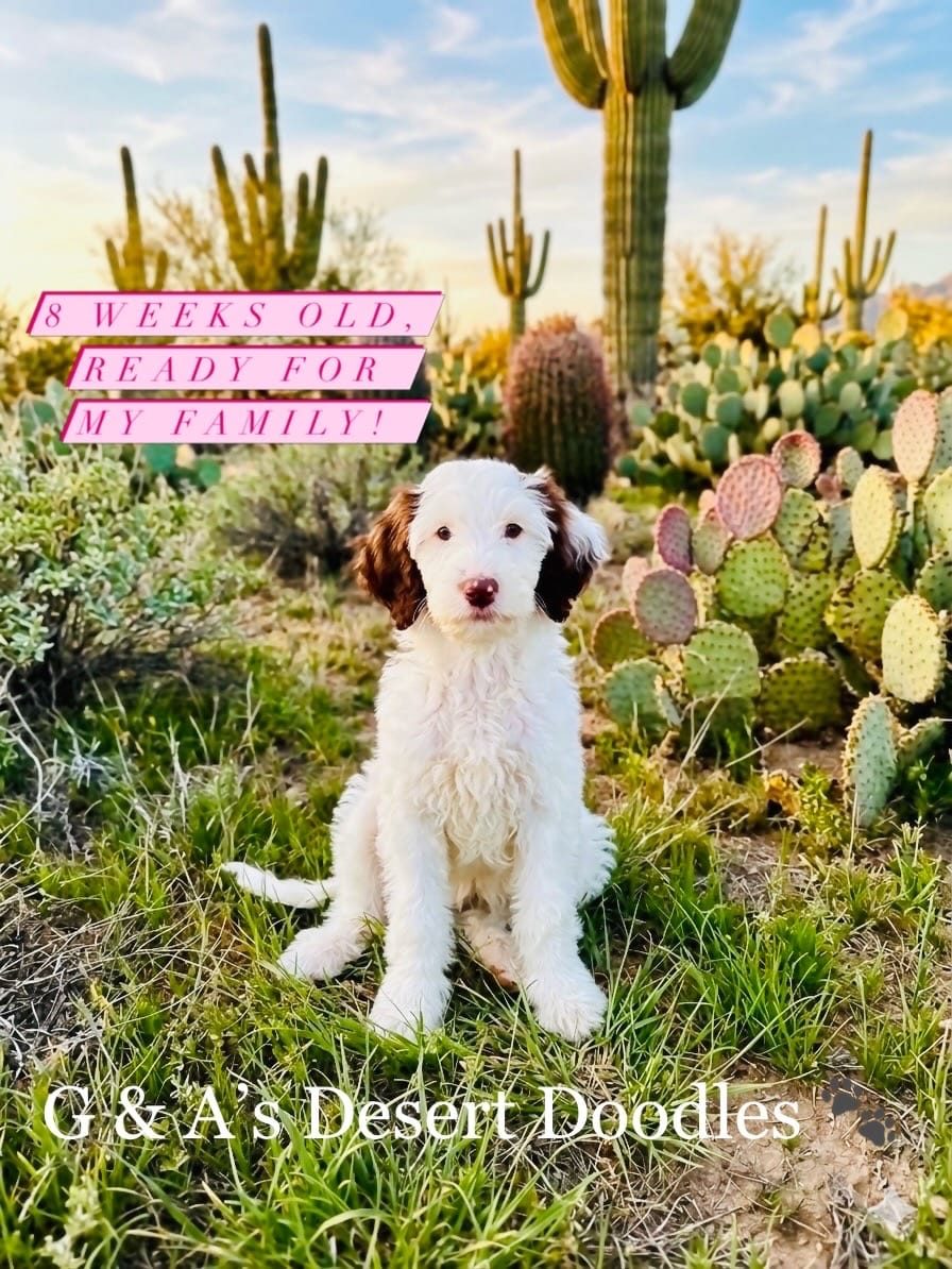 Miss Mochi – Portuguese Water Dog, Poodle - Standard  puppy for sale in San Tan Valley, AZ