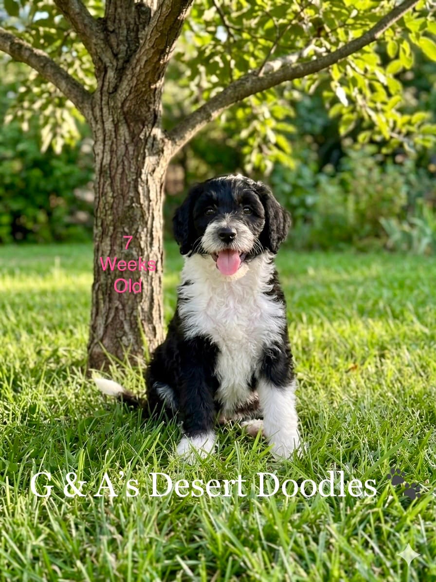 Miss Ganache – Portuguese Water Dog, Poodle - Standard  puppy for sale in San Tan Valley, AZ
