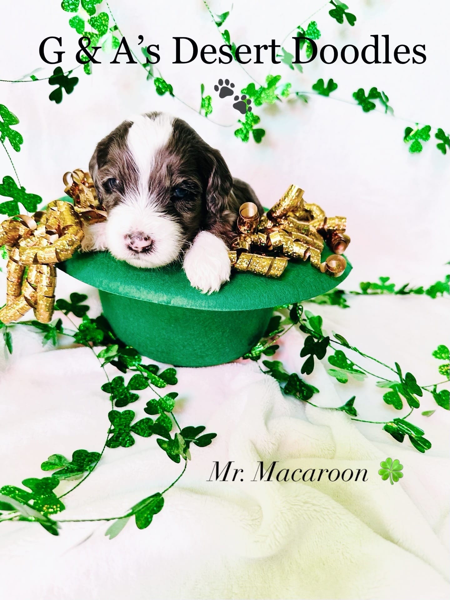 Macaroon – Portuguese Water Dog, Poodle - Standard  puppy for sale in San Tan Valley, AZ