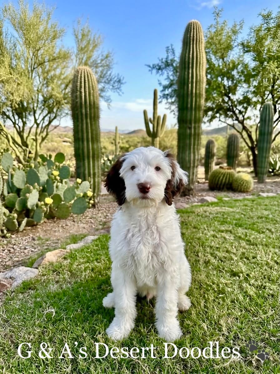 Miss Mochi – Portuguese Water Dog, Poodle - Standard  puppy for sale in San Tan Valley, AZ