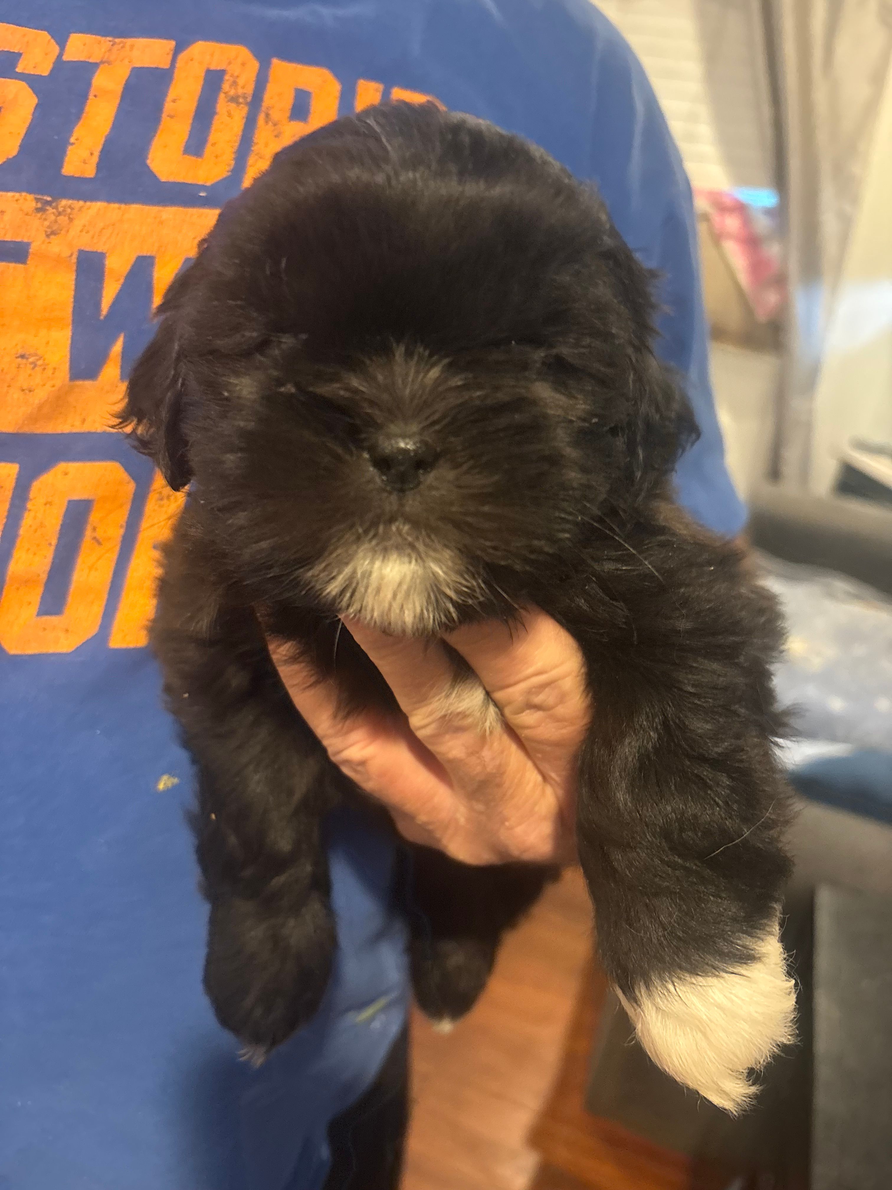 Girl #1  – Shih Tzu puppy for sale in Chattanooga, TN