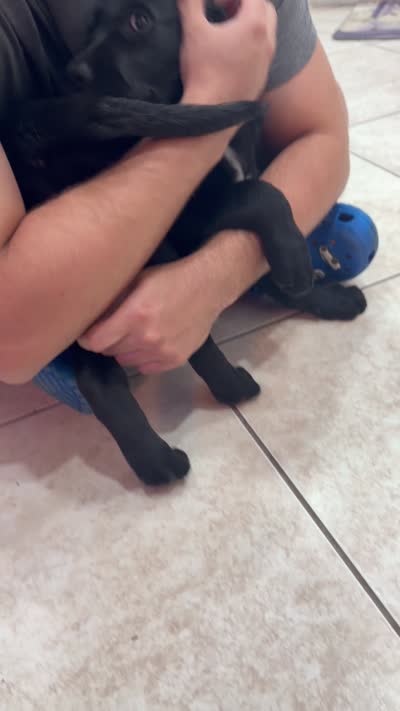 Goldador Puppy Female, a female Goldador for sale in Miami, FL – 6 of 7