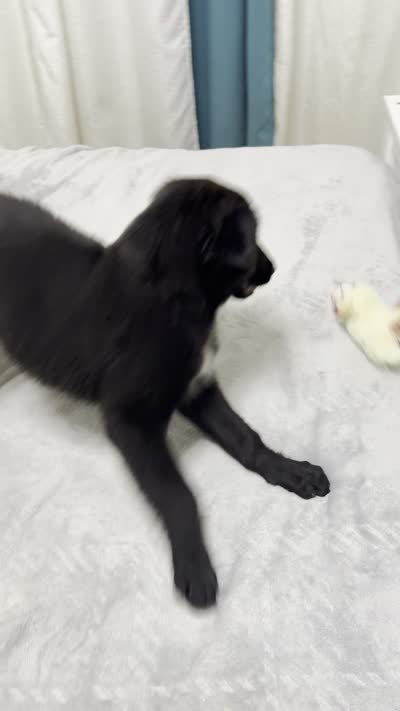 Goldador Puppy, a male Goldador for sale in Miami, FL – 7 of 7