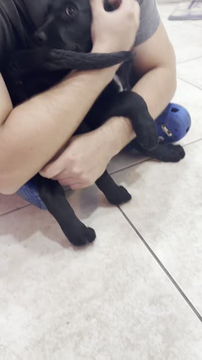 Goldador Puppy Female, a female Goldador for sale in Miami, FL – 7 of 7
