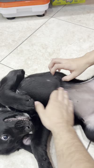 Goldador Puppy Female, a female Goldador for sale in Miami, FL – 3 of 7