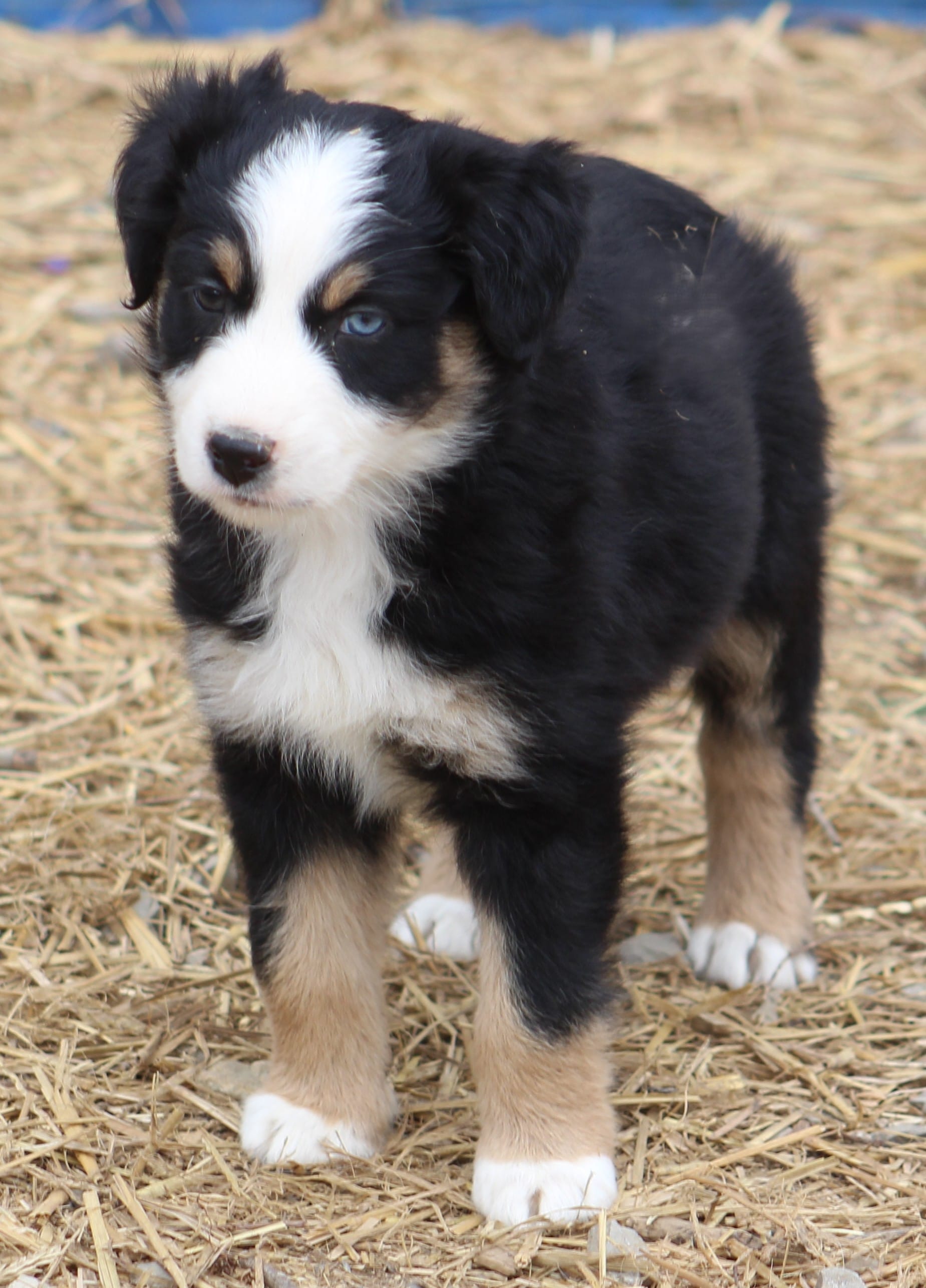 BTF – Australian Shepherd puppy for sale in Cookeville, TN