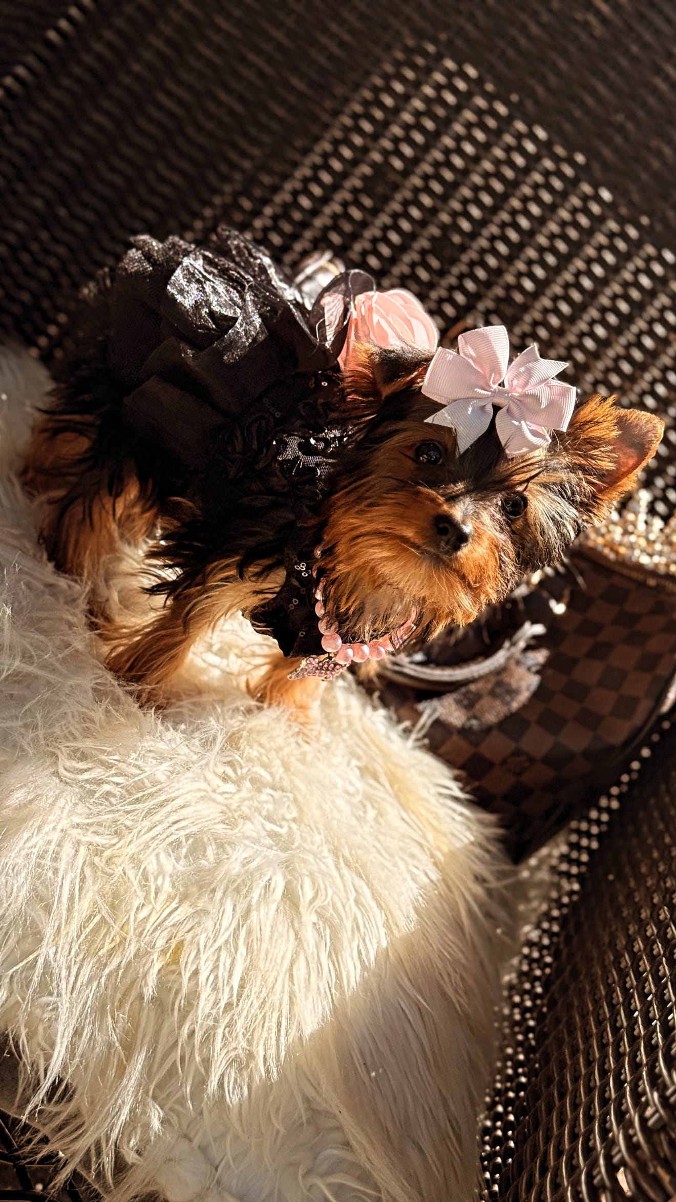 Tcup Mocha AKC – Yorkshire Terrier puppy for sale in Temple Hills, MD
