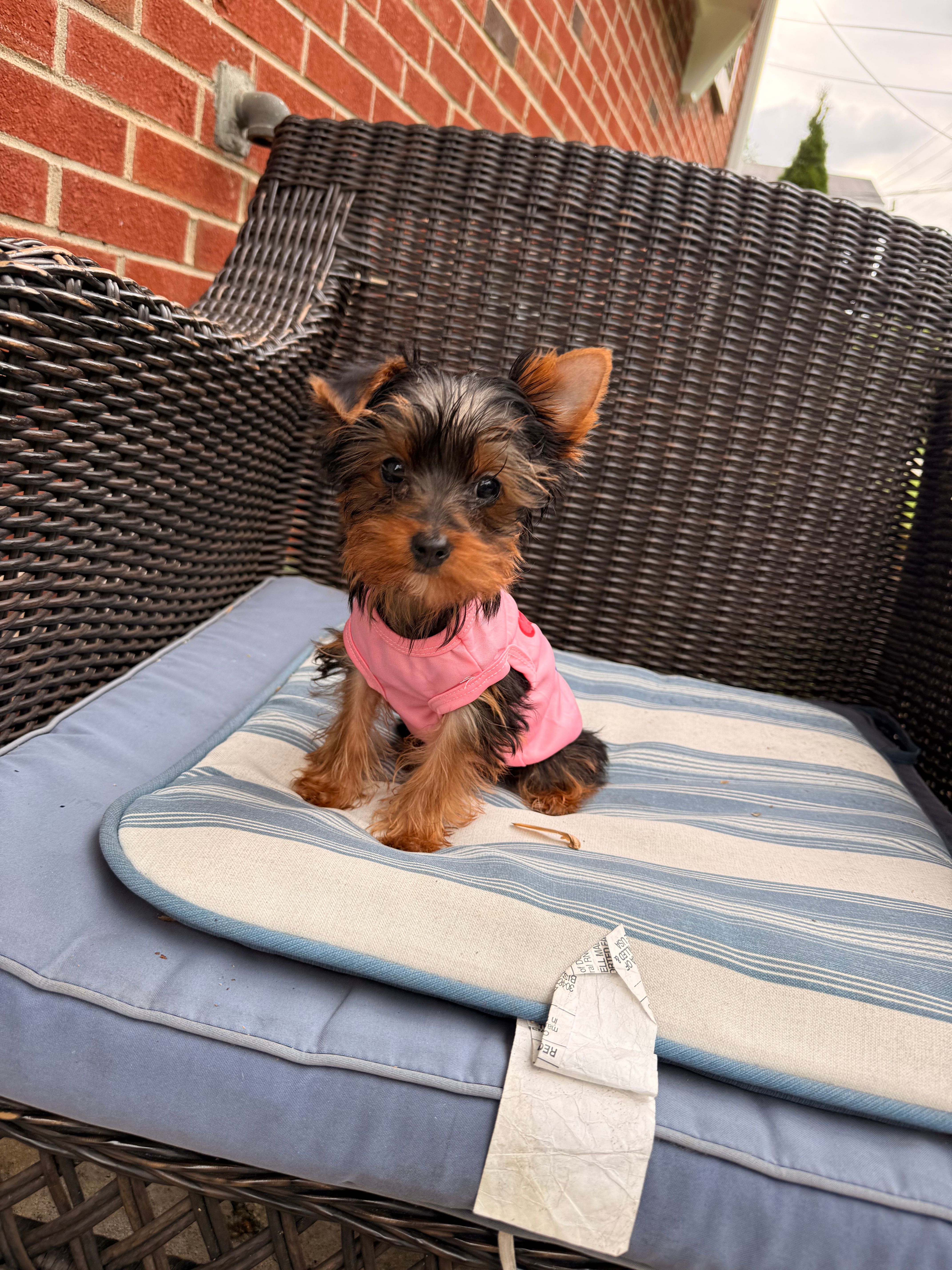 Tcup Mocha AKC – Yorkshire Terrier puppy for sale in Temple Hills, MD