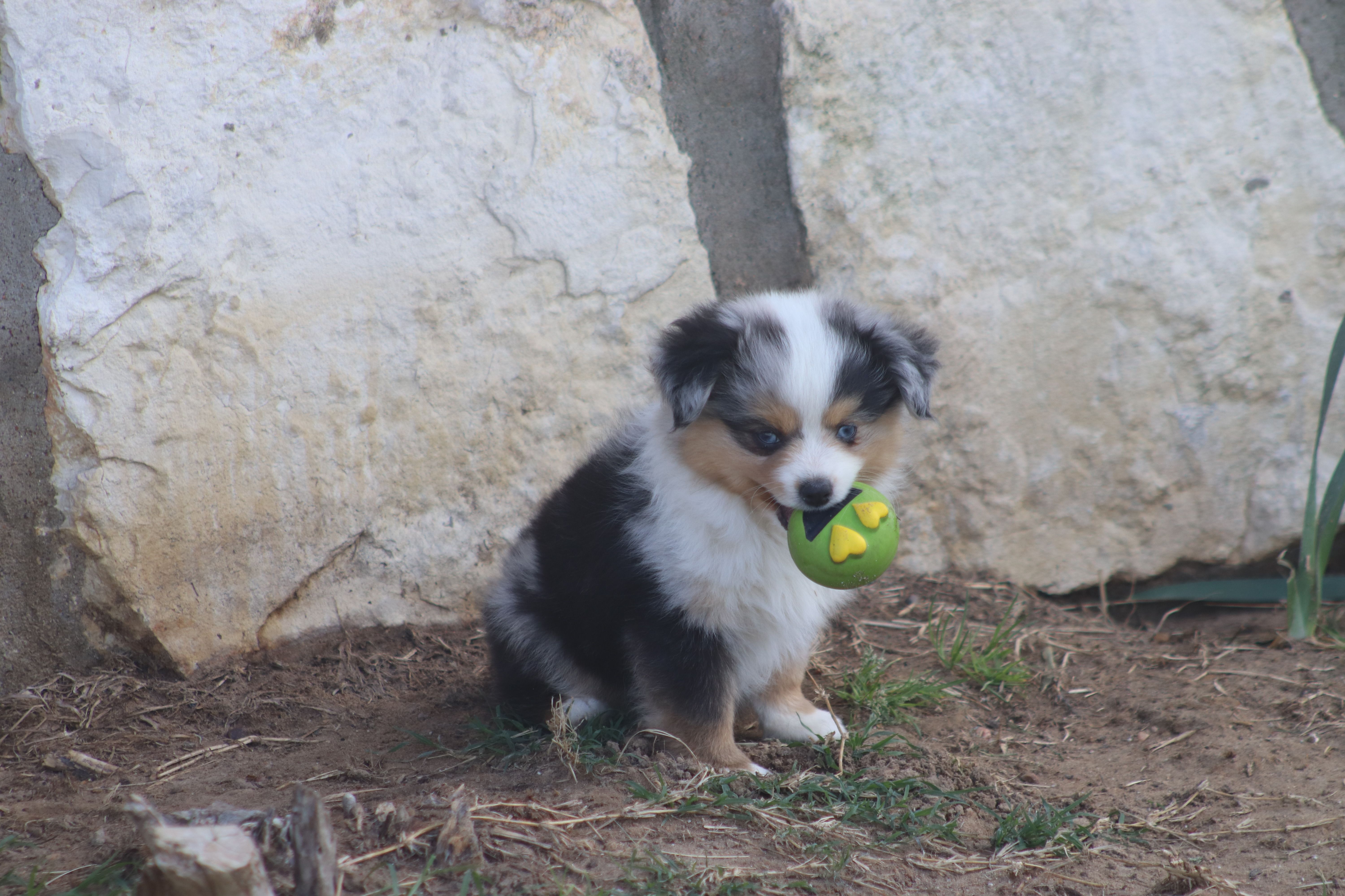 Rains Tiny BMM – Toy Australian Shepherd puppy for sale in Normangee, TX