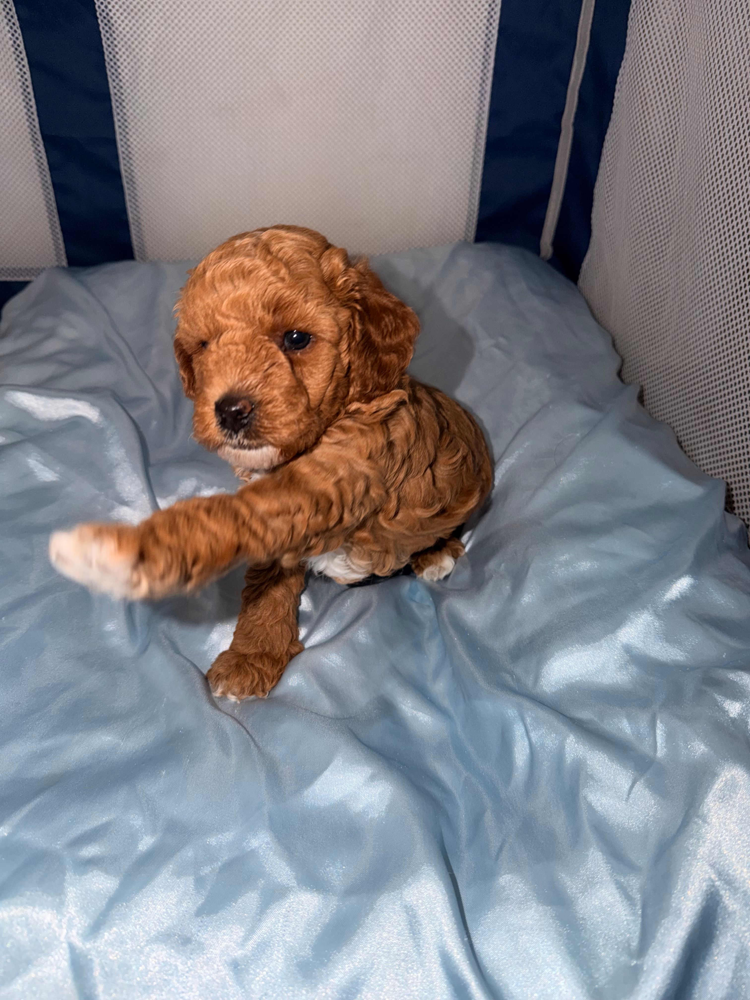 Teddy – Poodle - Miniature  puppy for sale in El Mirage, AZ