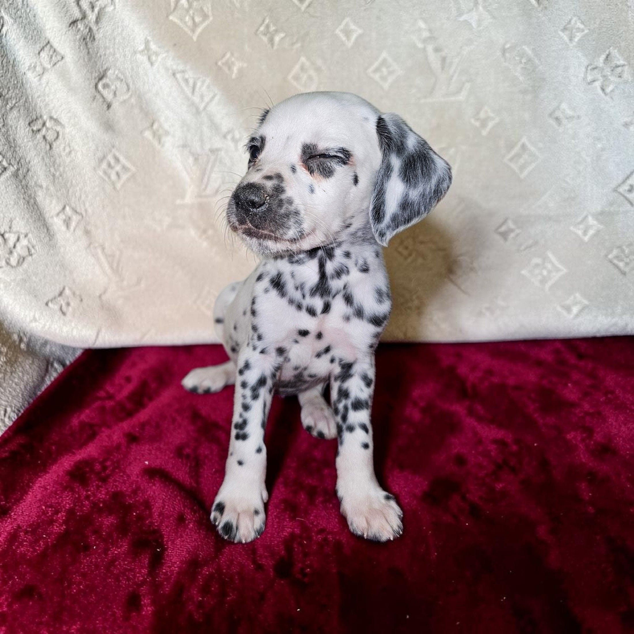 Calvin, a male Dalmatian for sale in San Antonio, TX – 4 of 4