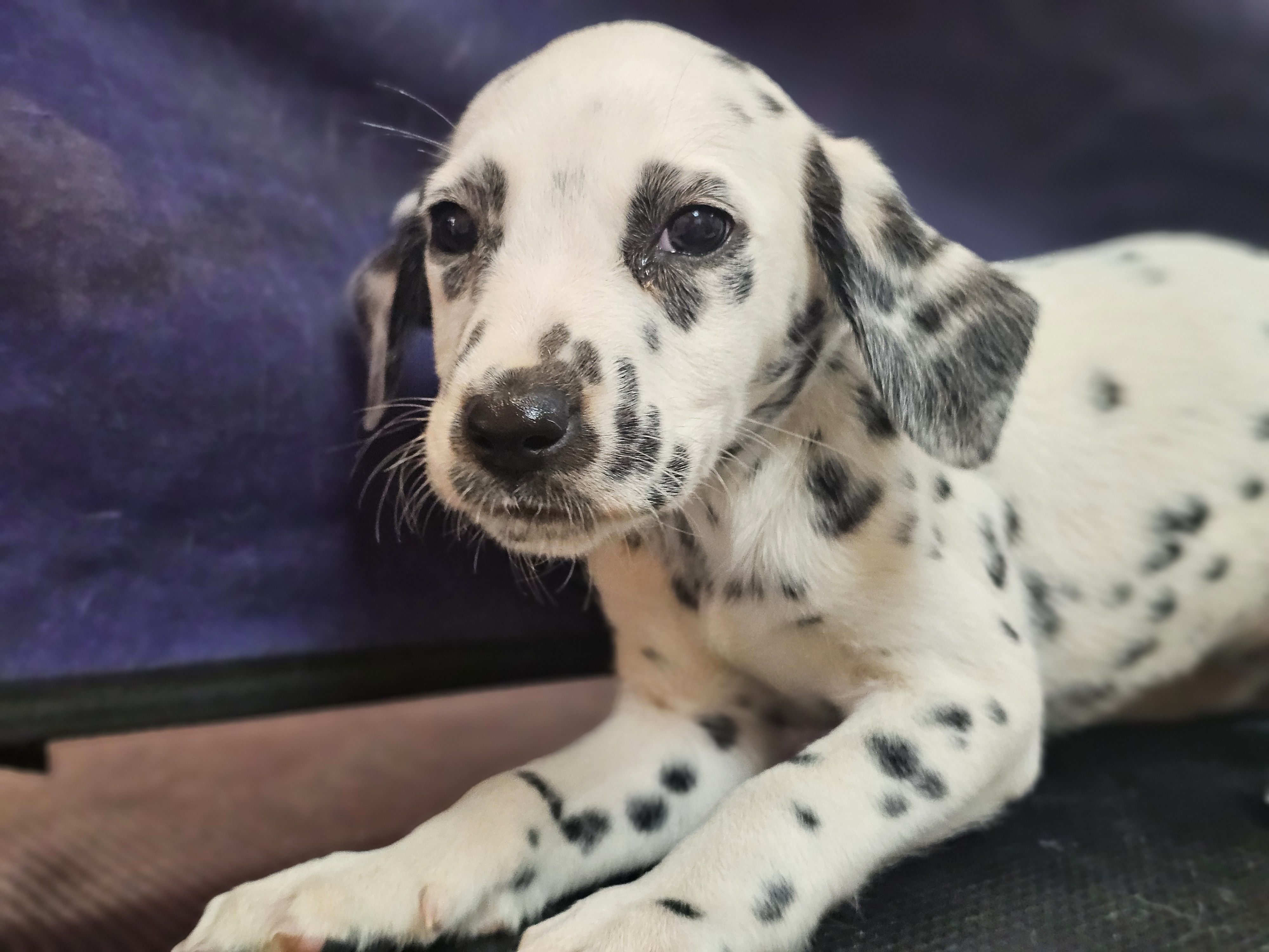 Winona – Dalmatian puppy for sale in San Antonio, TX