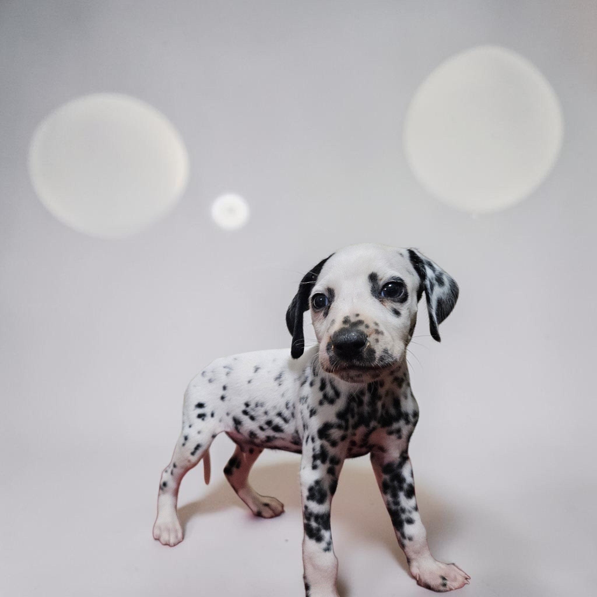 Greene, a male Dalmatian for sale in San Antonio, TX – 2 of 3