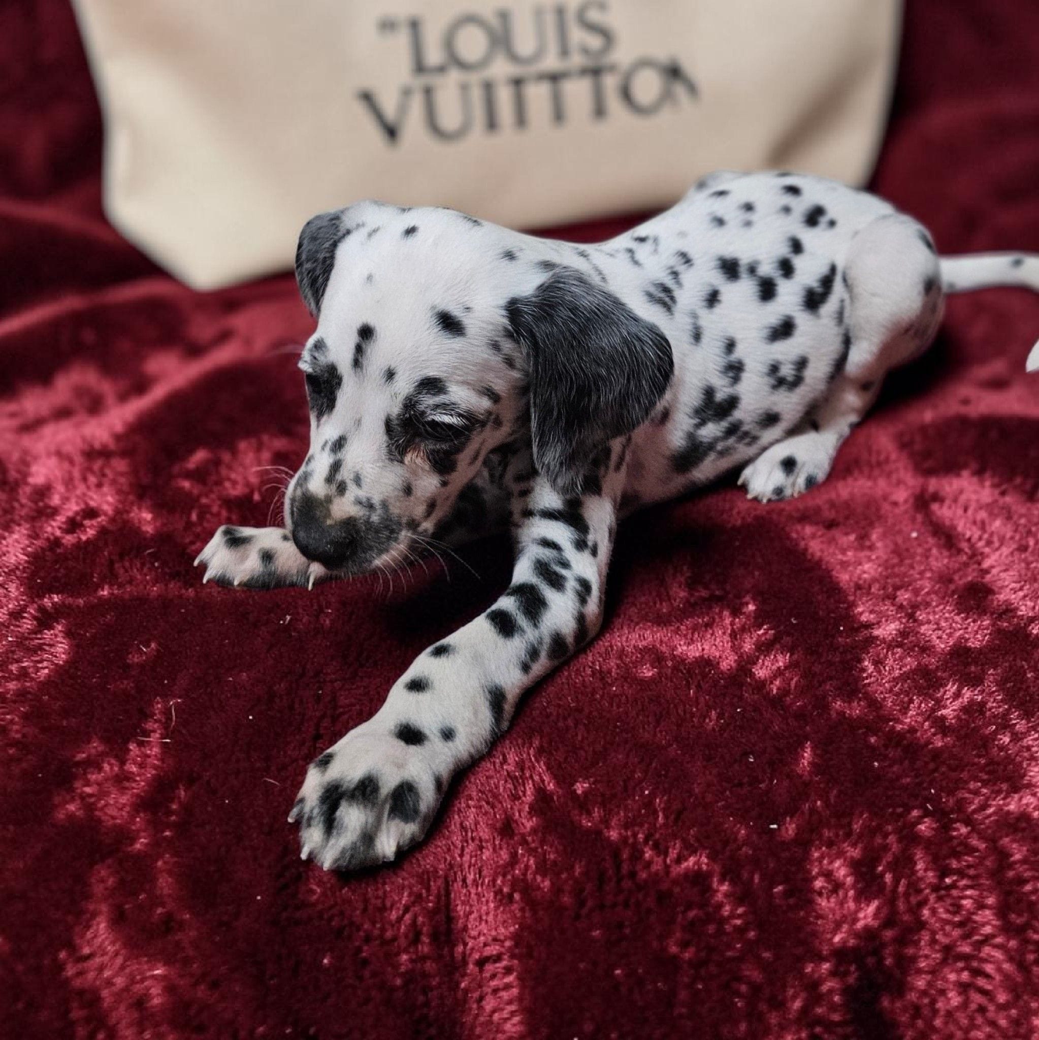 Luisa, a female Dalmatian for sale in San Antonio, TX – 4 of 4