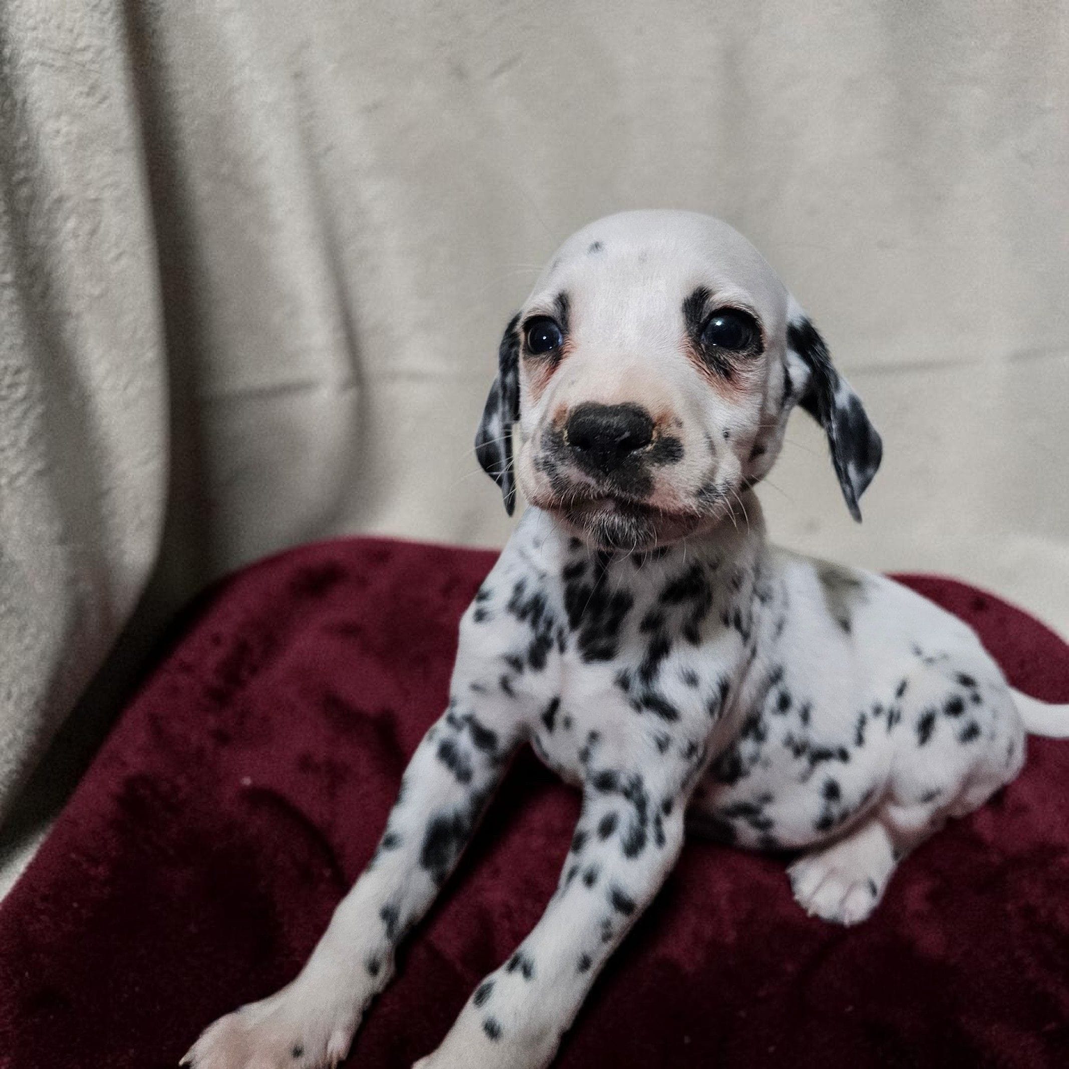 Valentino – Dalmatian puppy for sale in San Antonio, TX