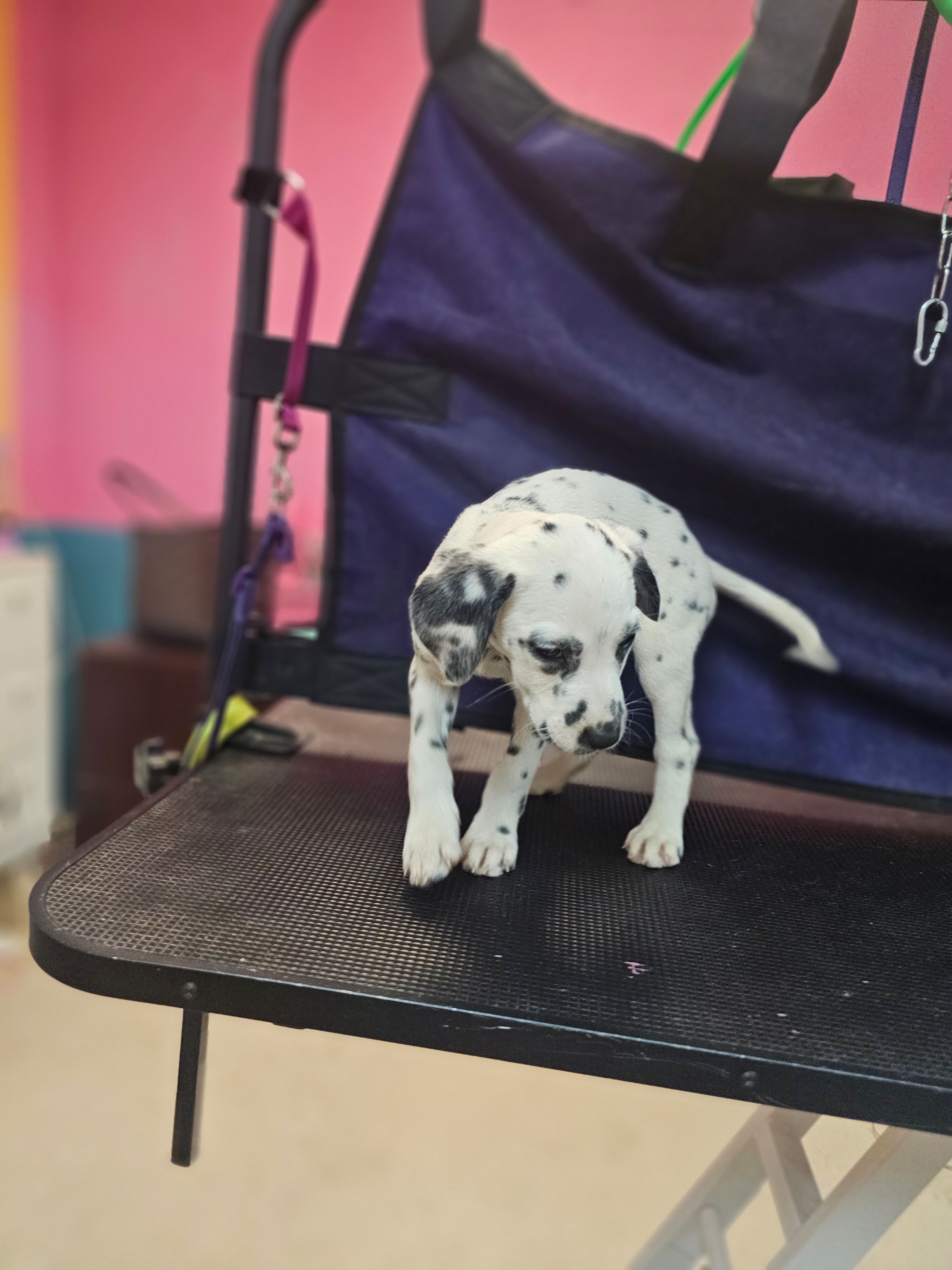 Winona, a female Dalmatian for sale in San Antonio, TX – Photo 2 of 3