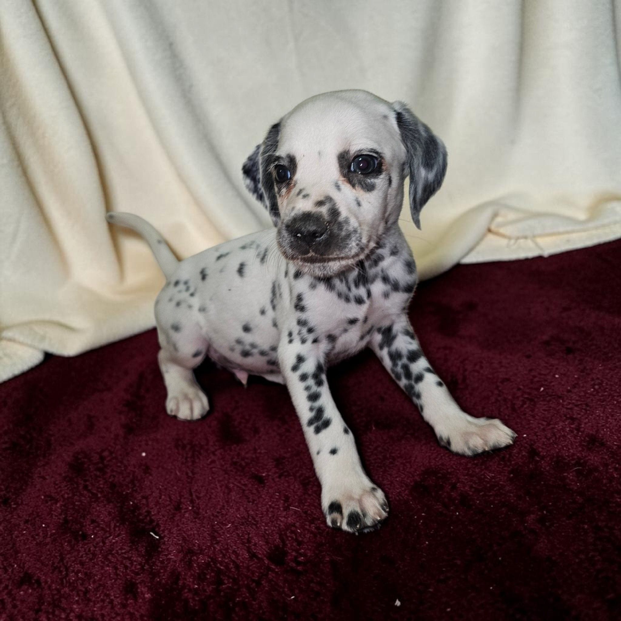 Calvin, a male Dalmatian for sale in San Antonio, TX – 2 of 4