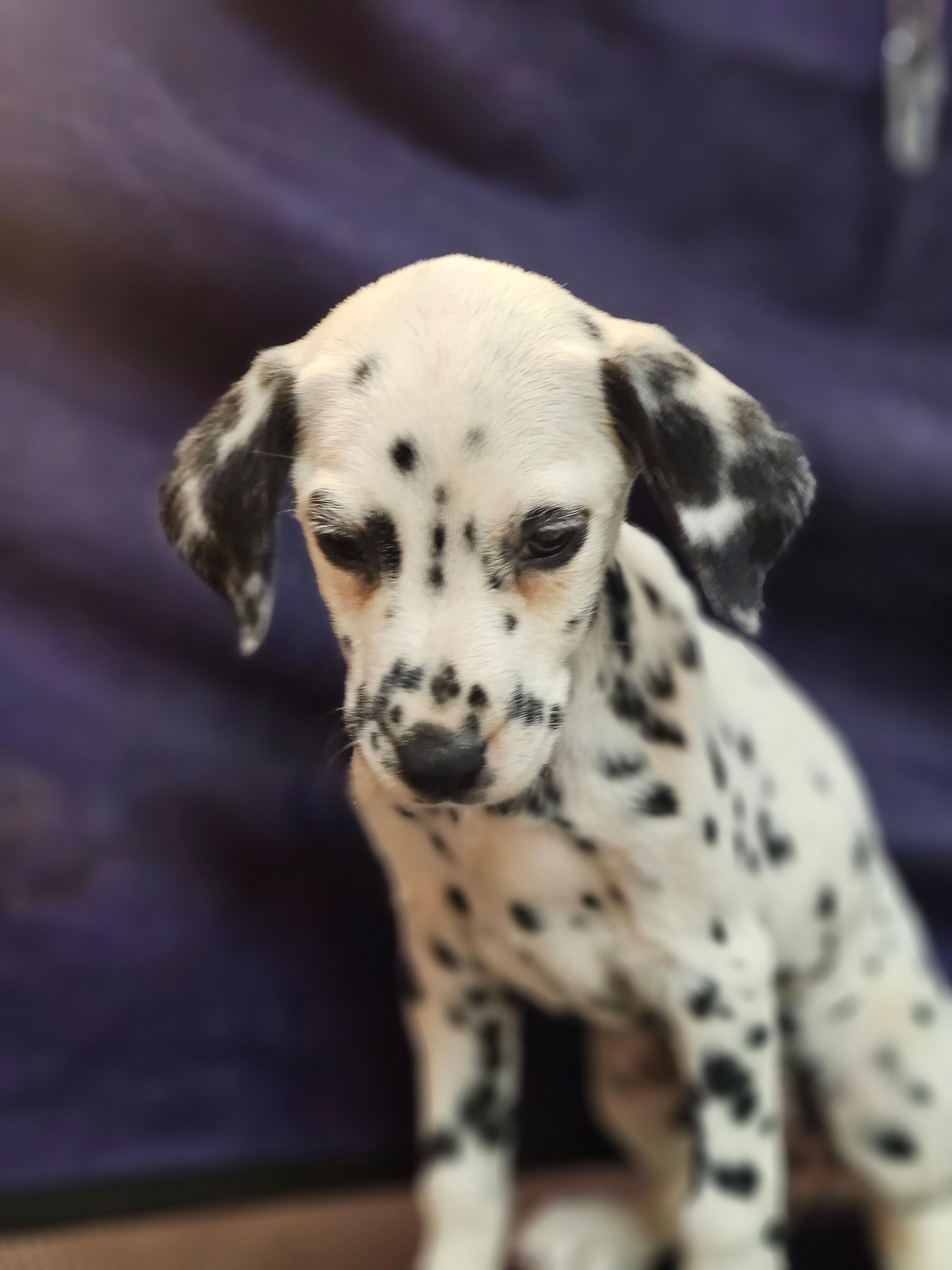 Sweeney, a female Dalmatian for sale in San Antonio, TX – Photo 2 of 3
