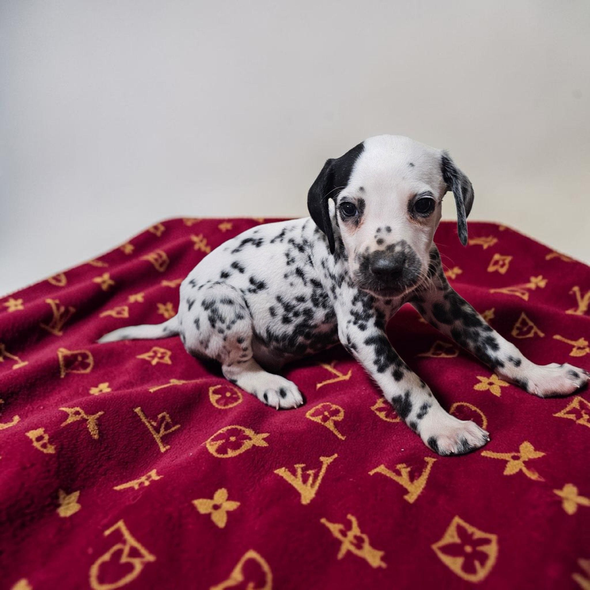 Reed, a male Dalmatian for sale in San Antonio, TX – 2 of 3