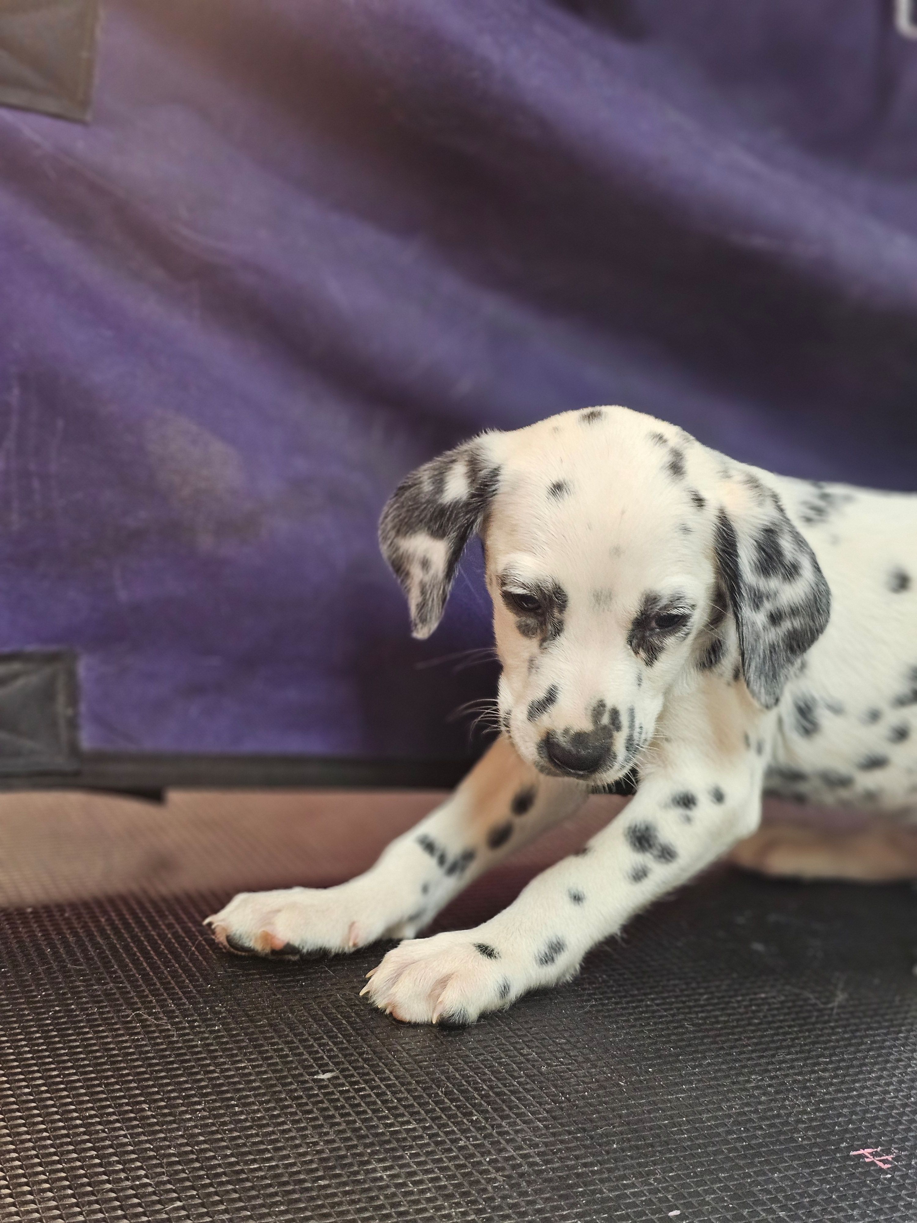 Winona, a female Dalmatian for sale in San Antonio, TX – Photo 3 of 3