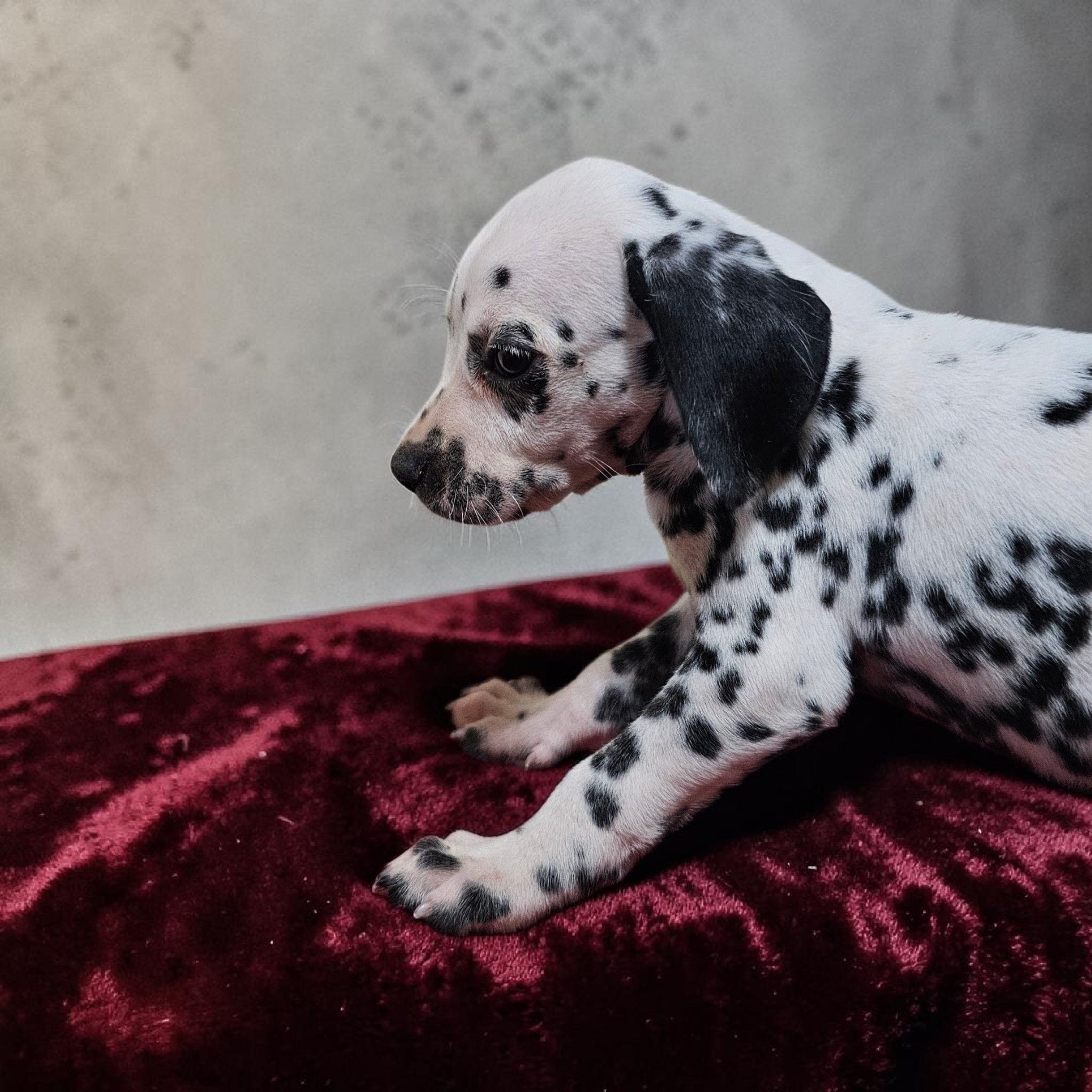 Mila, a female Dalmatian for sale in San Antonio, TX – 4 of 5