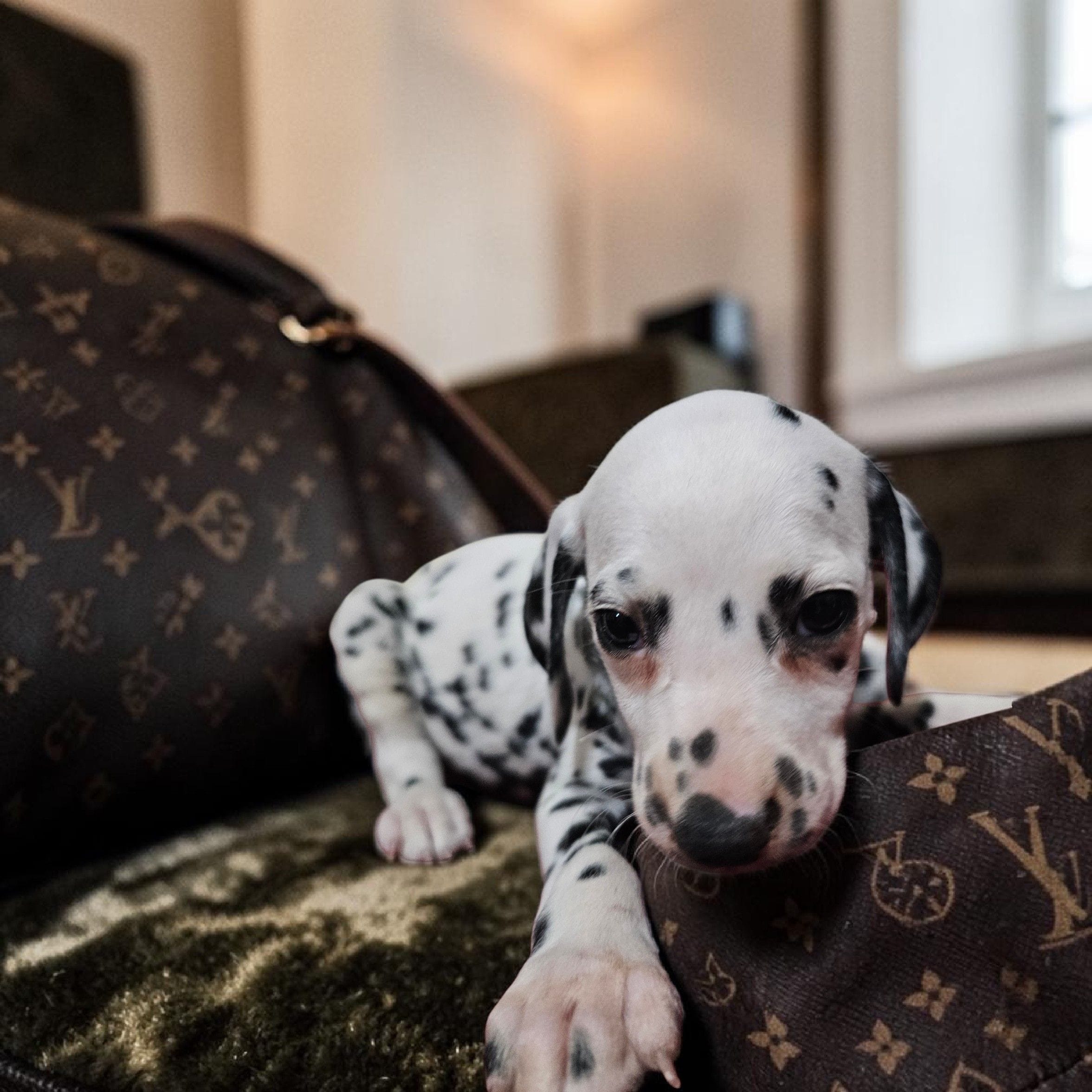 Flower, a female Dalmatian for sale in San Antonio, TX – 2 of 4
