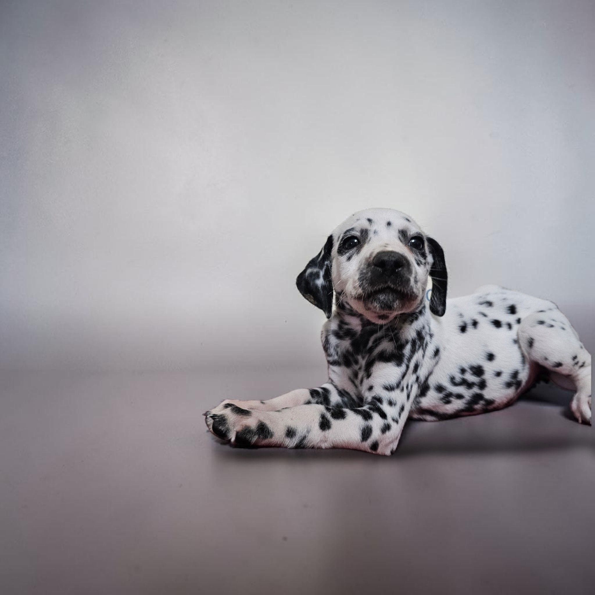Mila, a female Dalmatian for sale in San Antonio, TX – 3 of 5